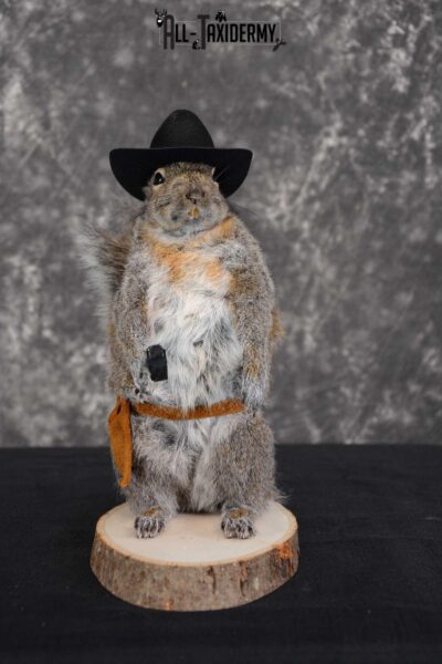 Gray Squirrel taxidermy cowboy novelty for sale SKU 1636