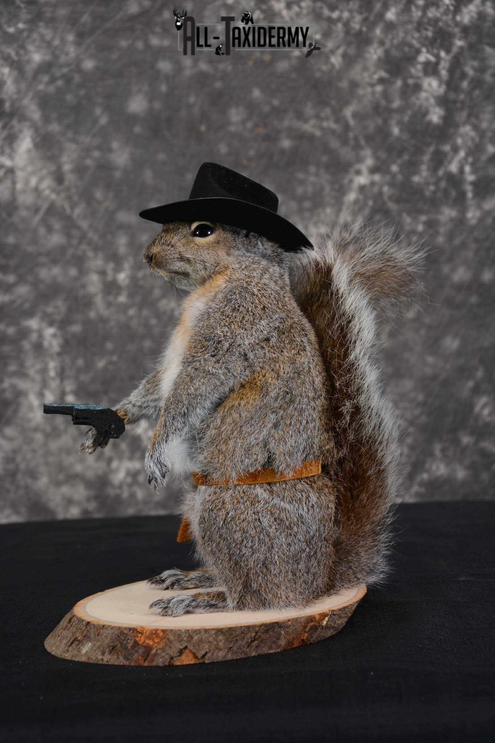 Gray Squirrel taxidermy cowboy novelty for sale SKU 1636 - Image 3