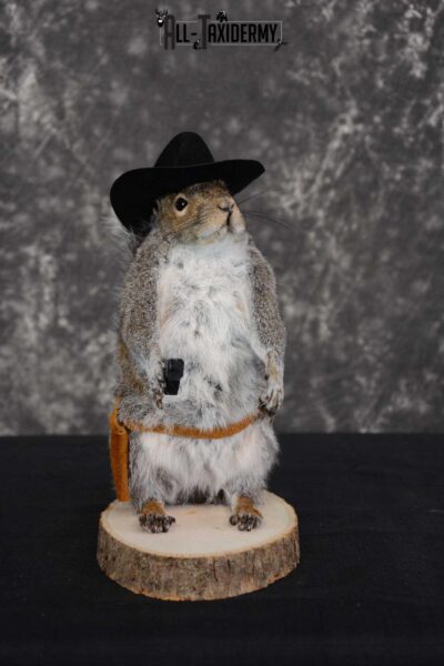 Gray Squirrel taxidermy cowboy novelty for sale SKU 1637
