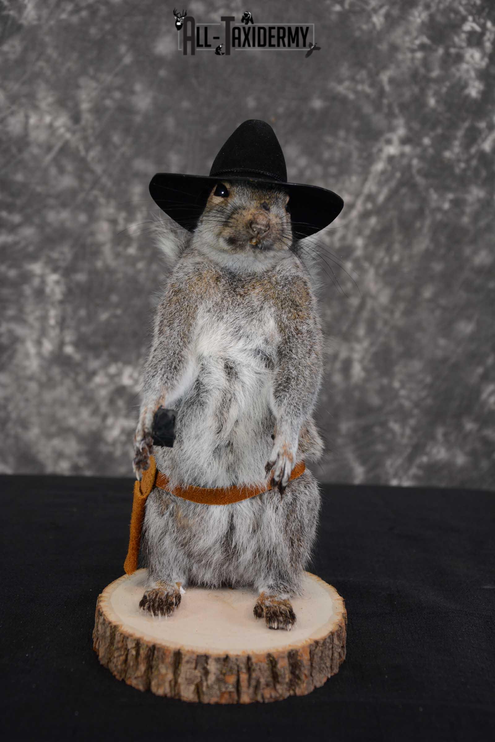 Gray Squirrel taxidermy cowboy novelty for sale SKU 1638