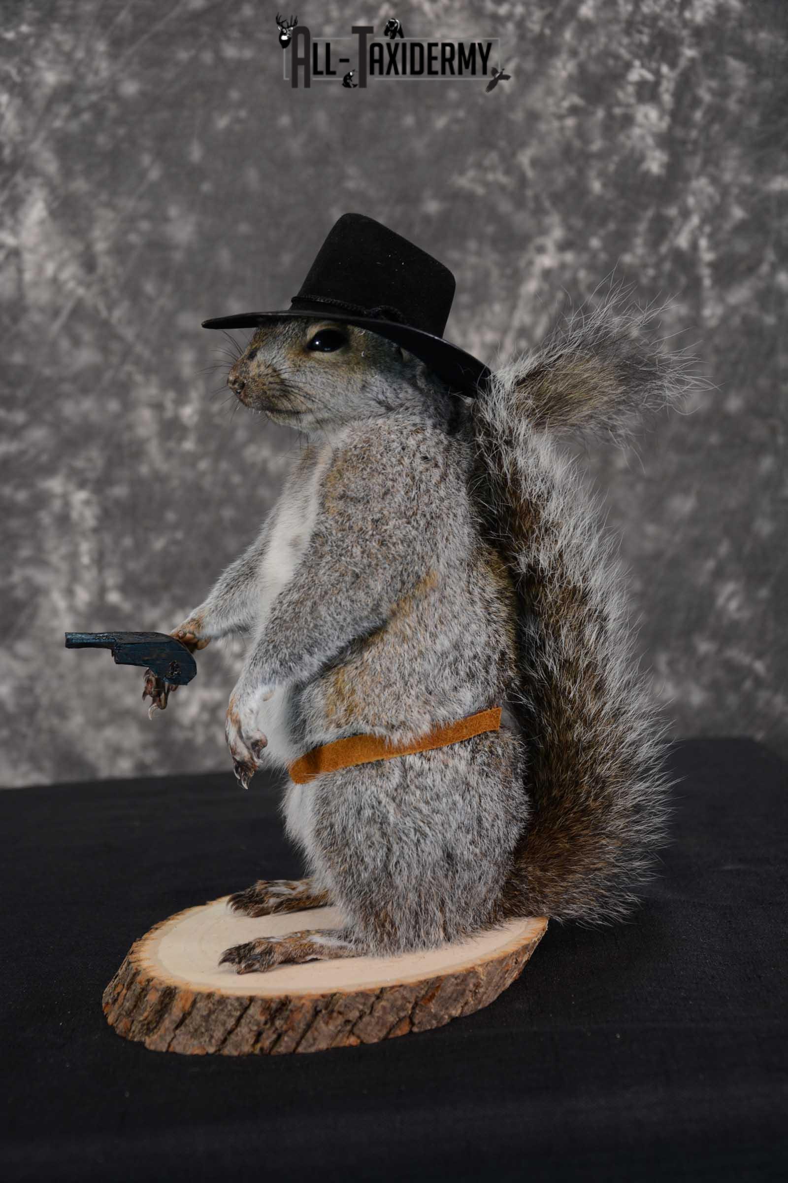 Gray Squirrel taxidermy cowboy novelty for sale SKU 1638 - Image 3