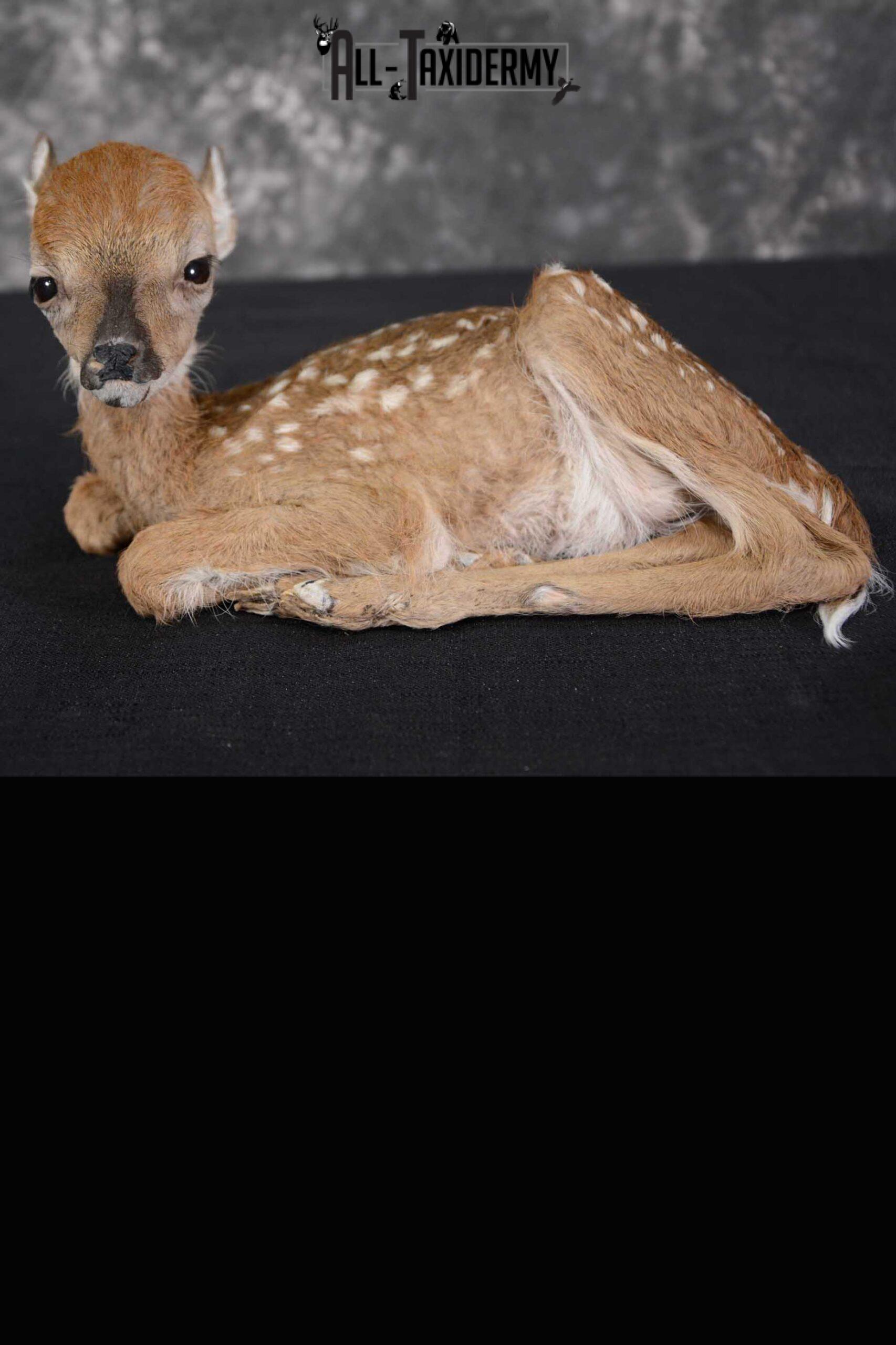 Whitetail deer extra small Fawn taxidermy full body mount SKU 1643