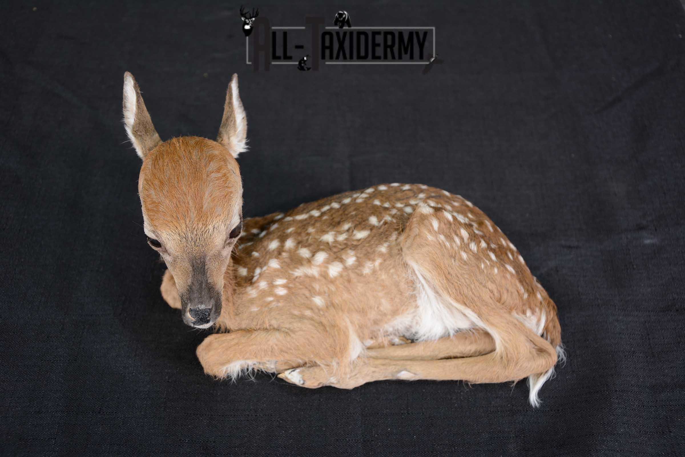 Whitetail deer extra small Fawn taxidermy full body mount SKU 1643 - Image 5