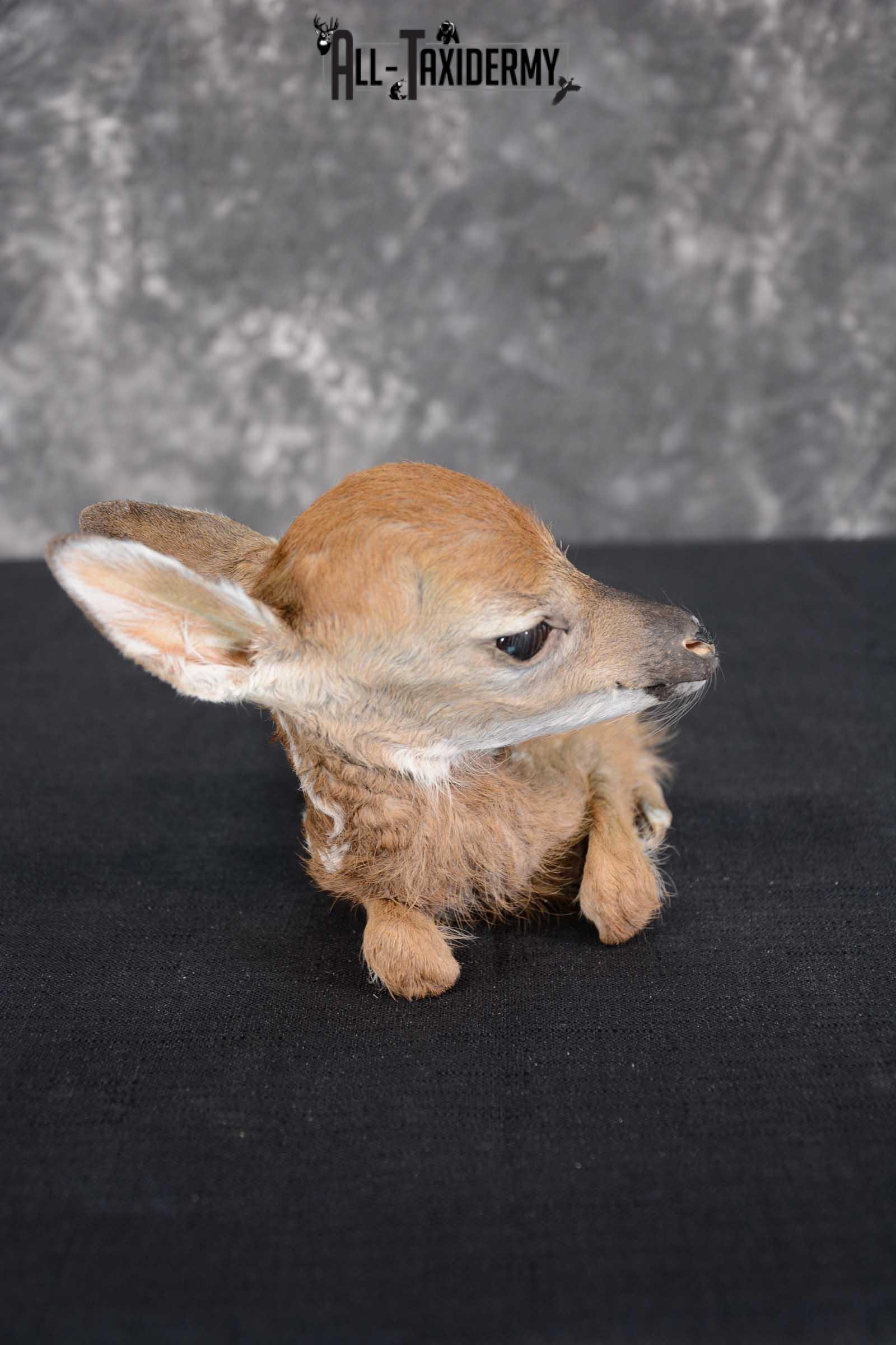 Whitetail deer extra small Fawn taxidermy full body mount SKU 1643 - Image 4