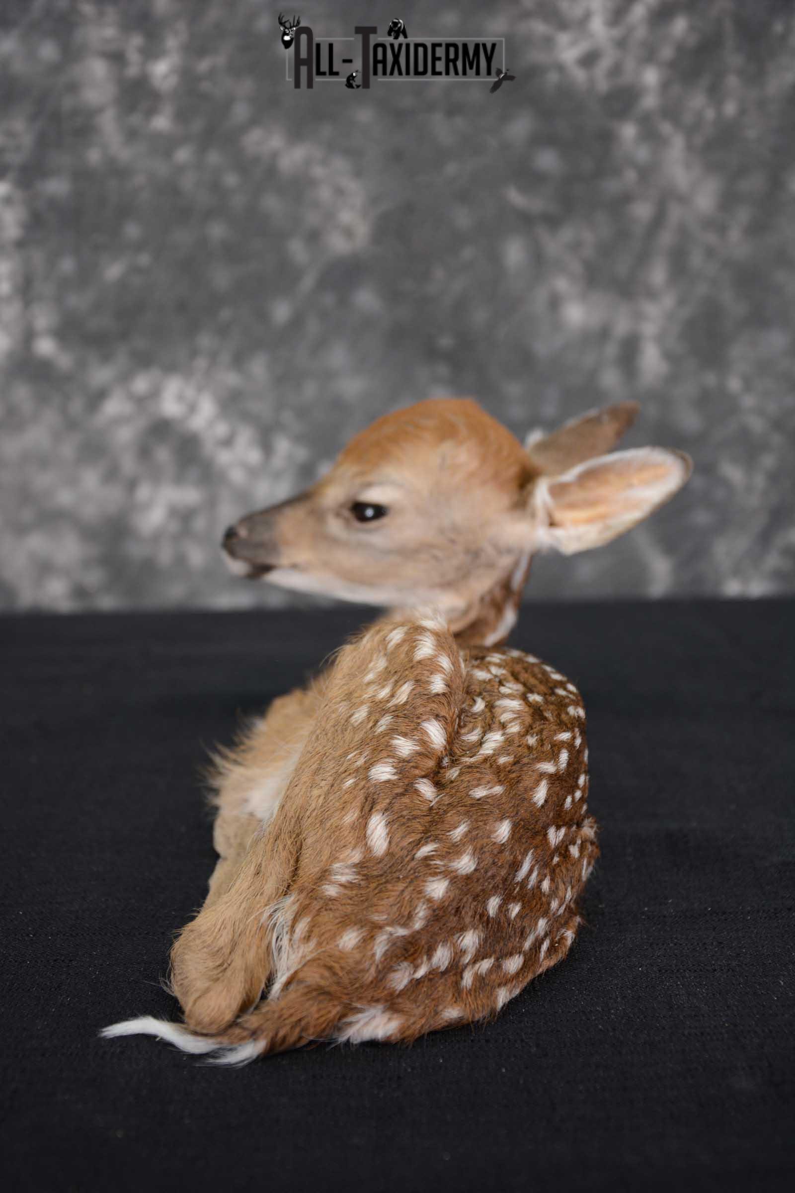Whitetail deer extra small Fawn taxidermy full body mount SKU 1643 - Image 2