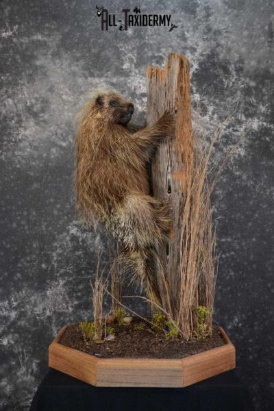 Porcupine Taxidermy