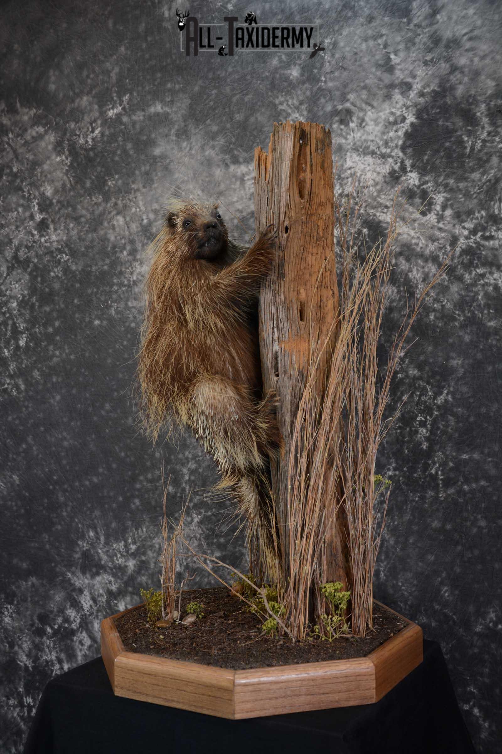 North American Porcupine Full Body Taxidermy mount for sale SKU 1667 - Image 6