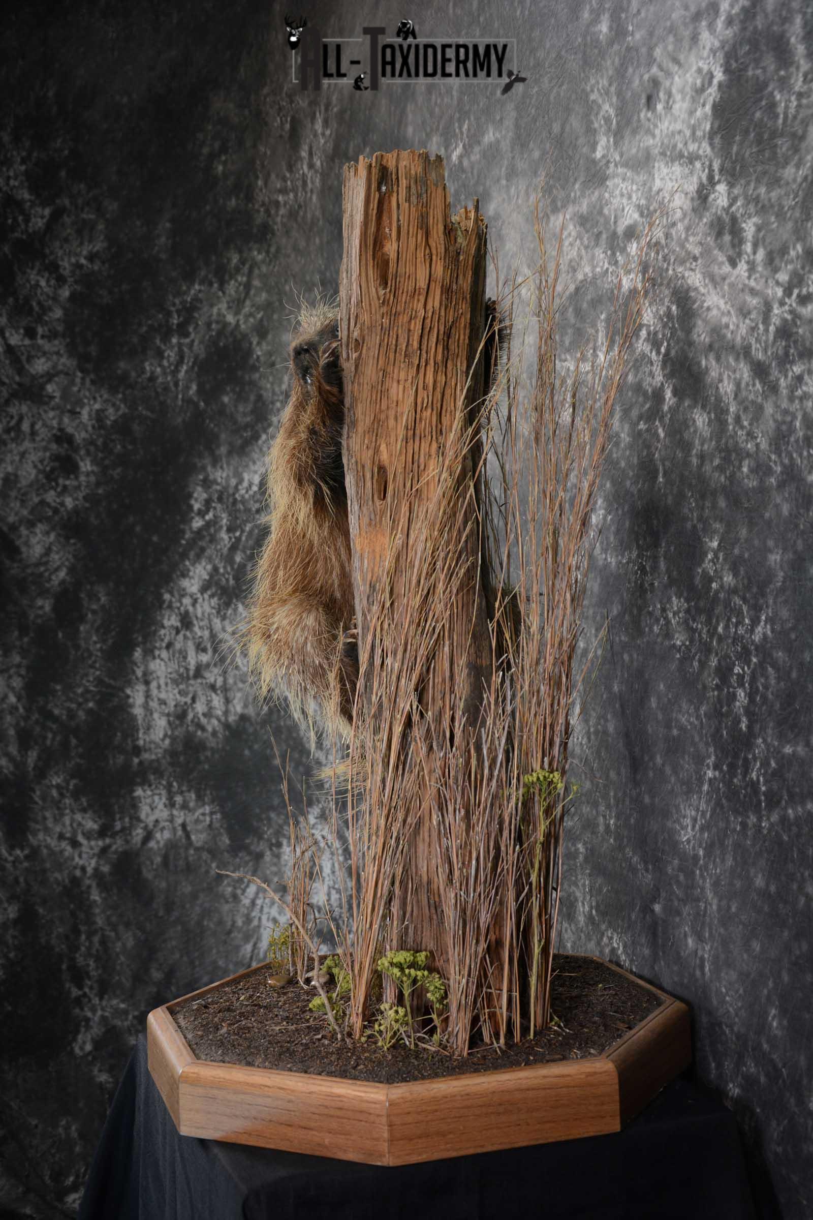 North American Porcupine Full Body Taxidermy mount for sale SKU 1667 - Image 5