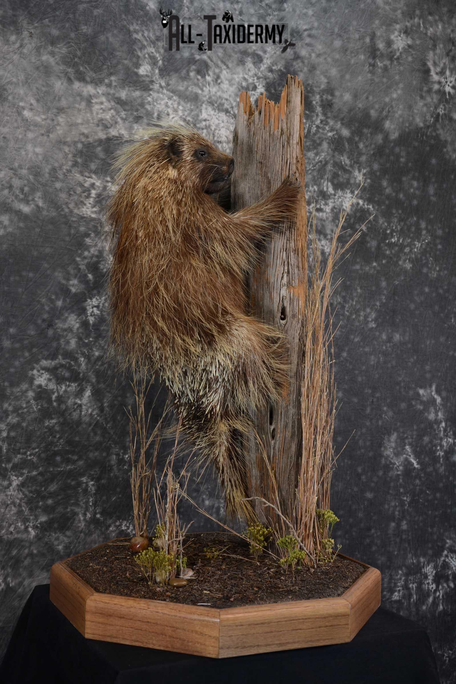 North American Porcupine Full Body Taxidermy mount for sale SKU 1667 - Image 4