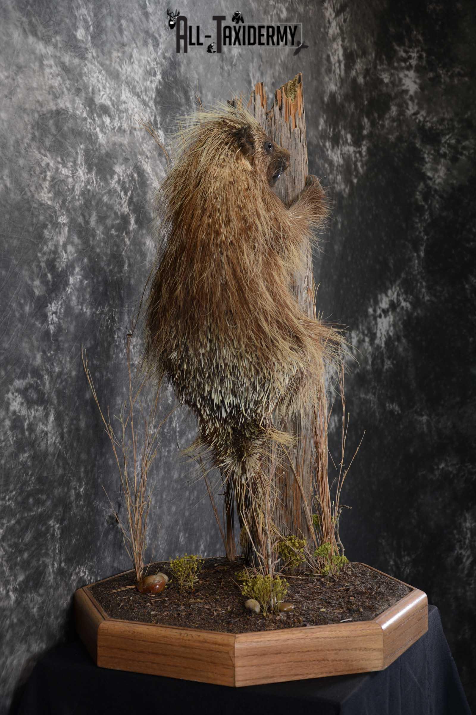 North American Porcupine Full Body Taxidermy mount for sale SKU 1667 - Image 3