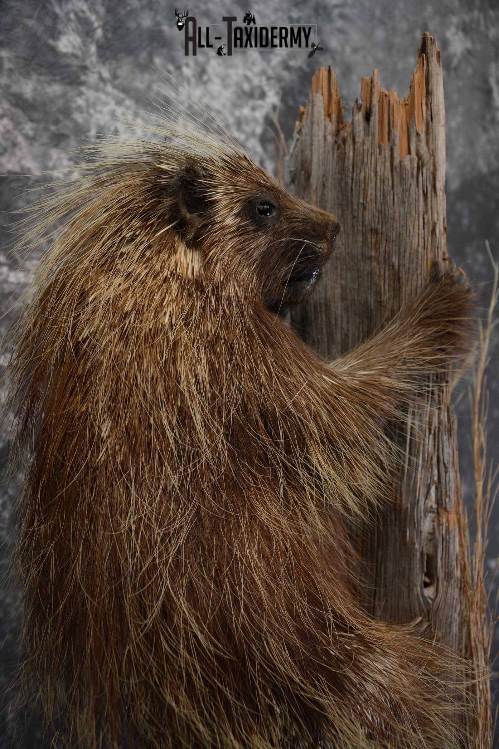 North American Porcupine Full Body Taxidermy mount for sale SKU 1667 - Image 2