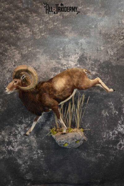 Mouflon Sheep full body taxidermy mount for sale SKU 1668