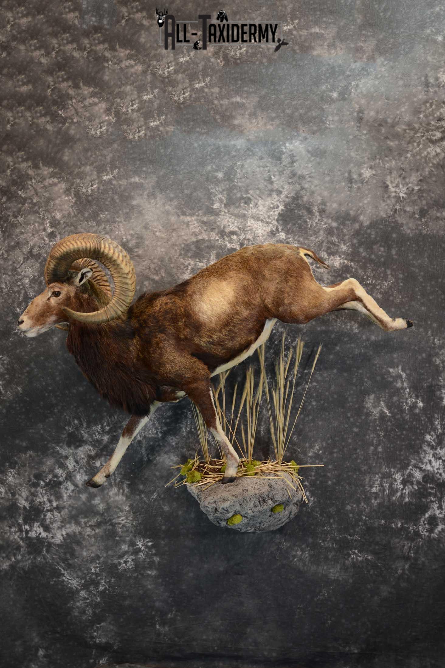 Mouflon Sheep full body taxidermy mount for sale SKU 1668