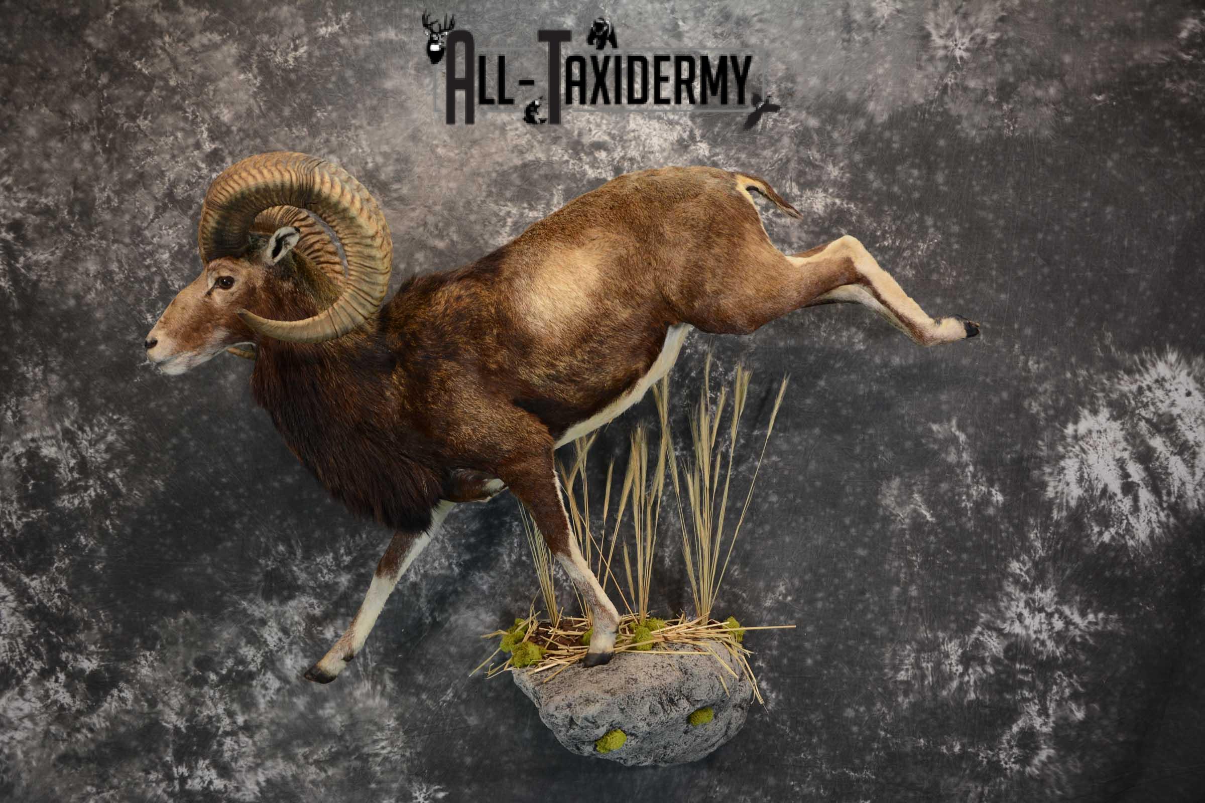 Mouflon Sheep full body taxidermy mount for sale SKU 1668 - Image 11