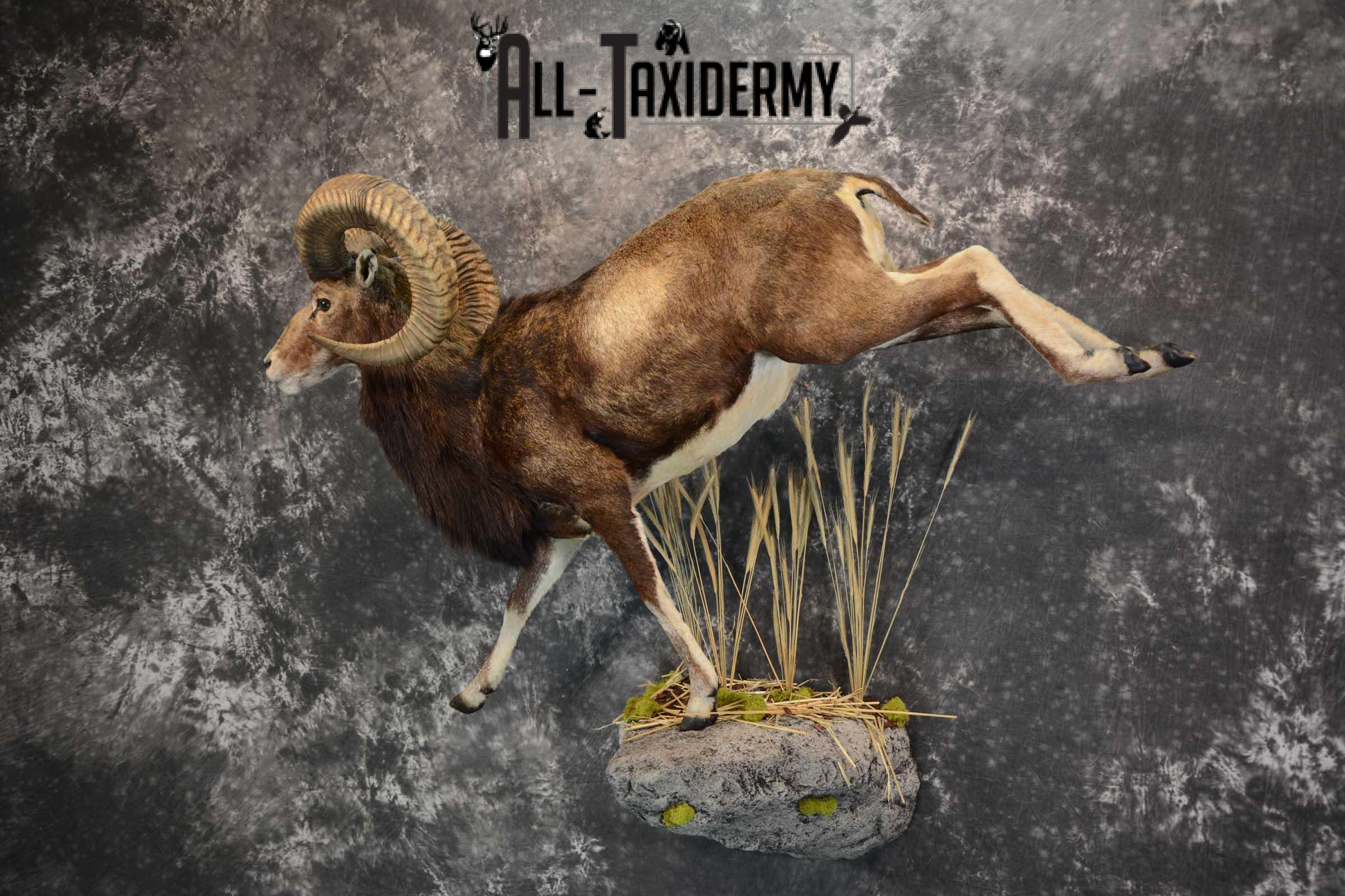Mouflon Sheep full body taxidermy mount for sale SKU 1668 - Image 10