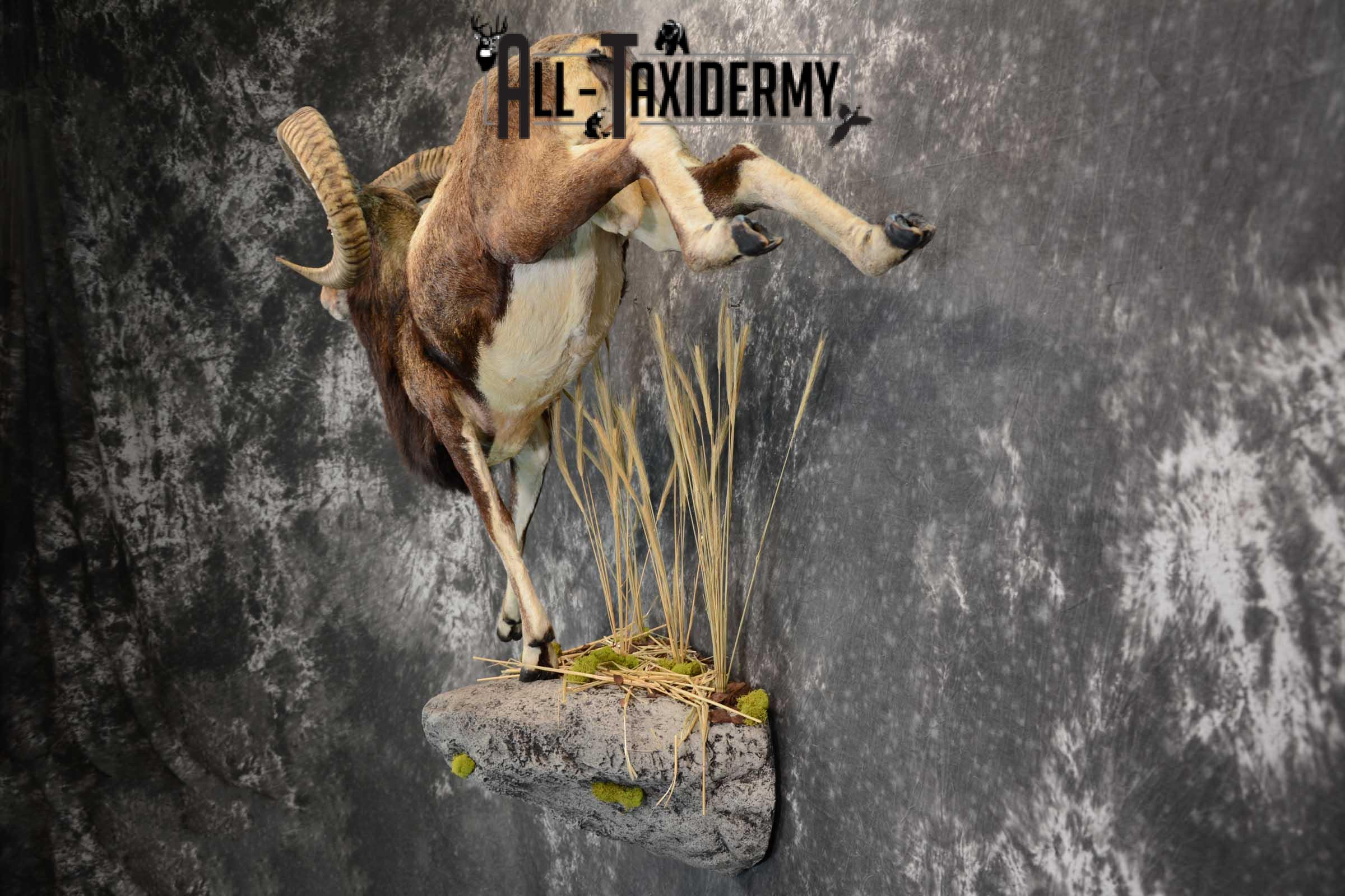 Mouflon Sheep full body taxidermy mount for sale SKU 1668 - Image 9
