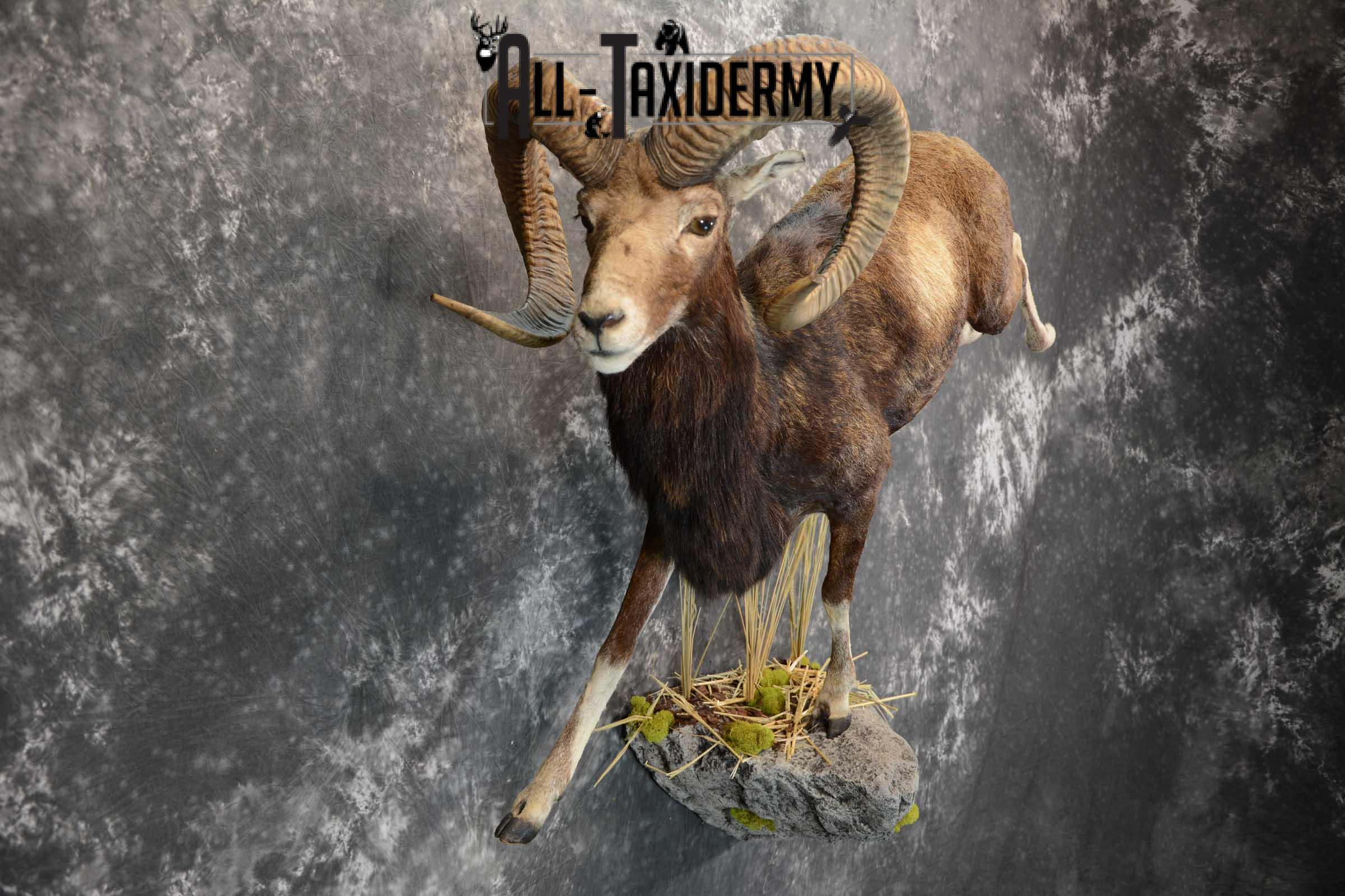 Mouflon Sheep full body taxidermy mount for sale SKU 1668 - Image 7