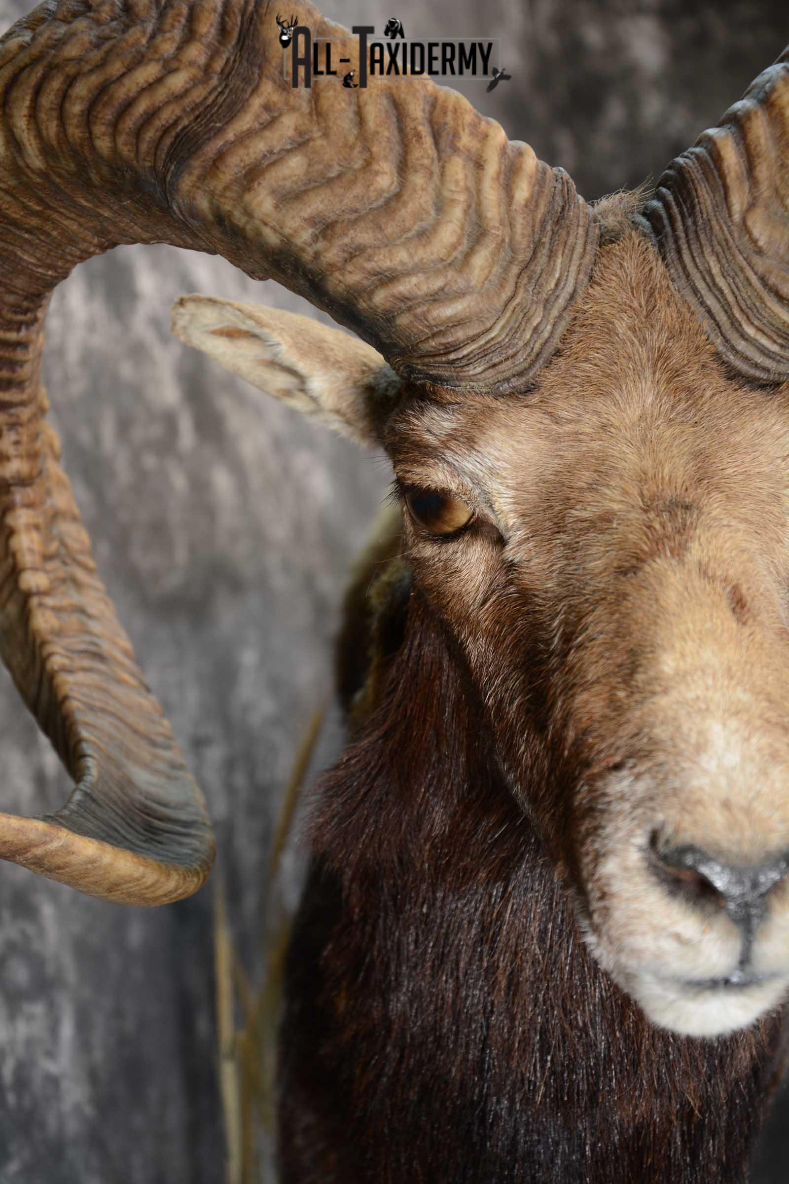 Mouflon Sheep full body taxidermy mount for sale SKU 1668 - Image 6