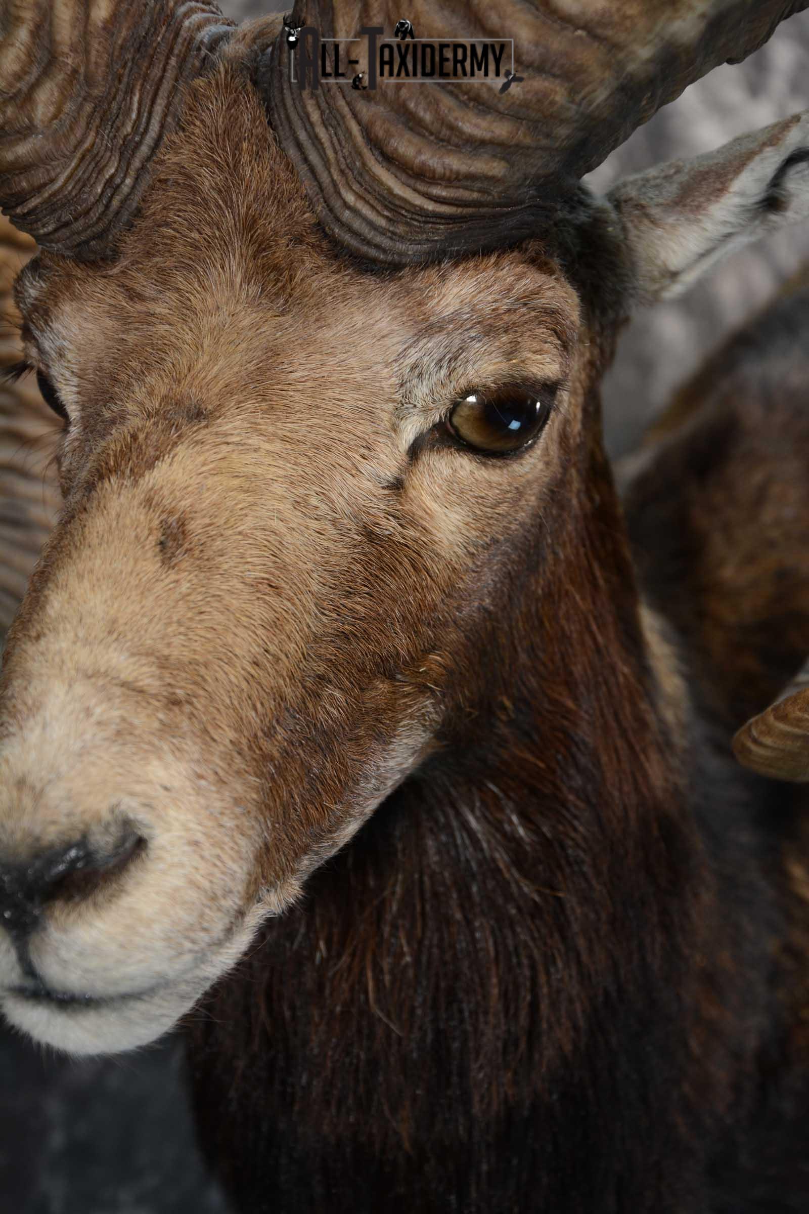 Mouflon Sheep full body taxidermy mount for sale SKU 1668 - Image 4