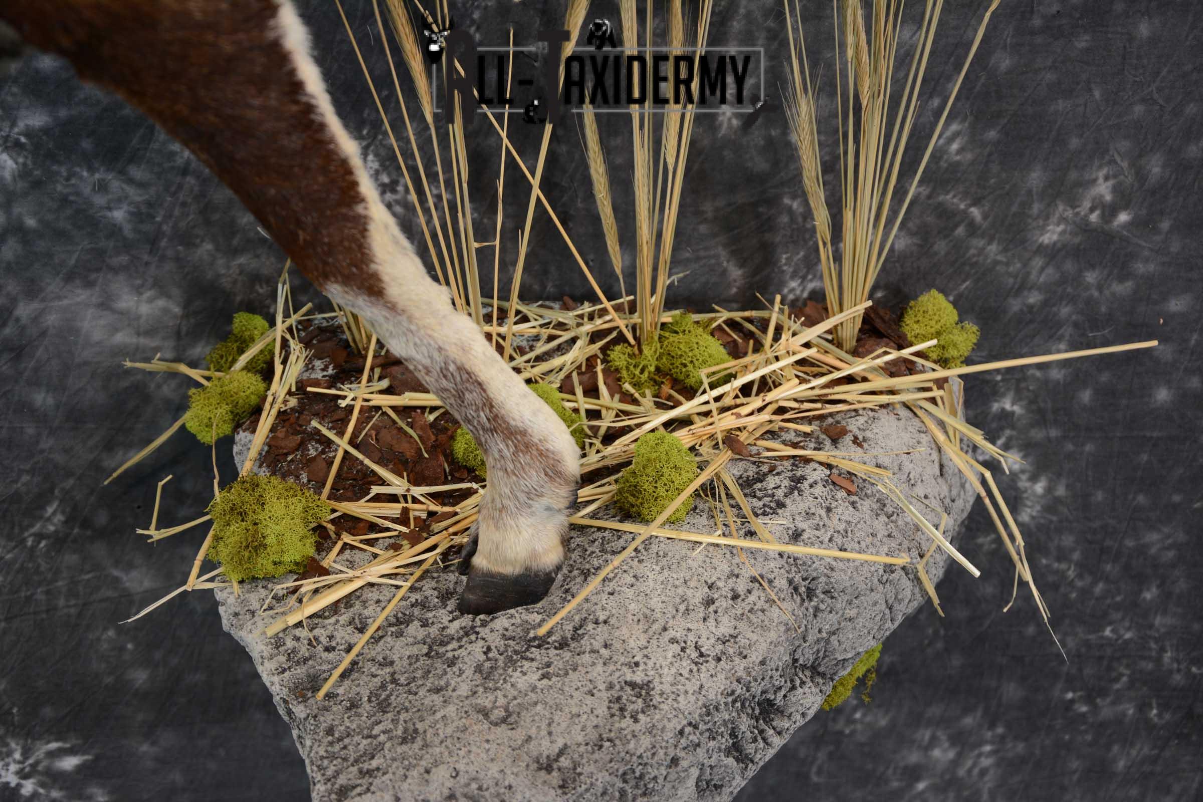 Mouflon Sheep full body taxidermy mount for sale SKU 1668 - Image 3