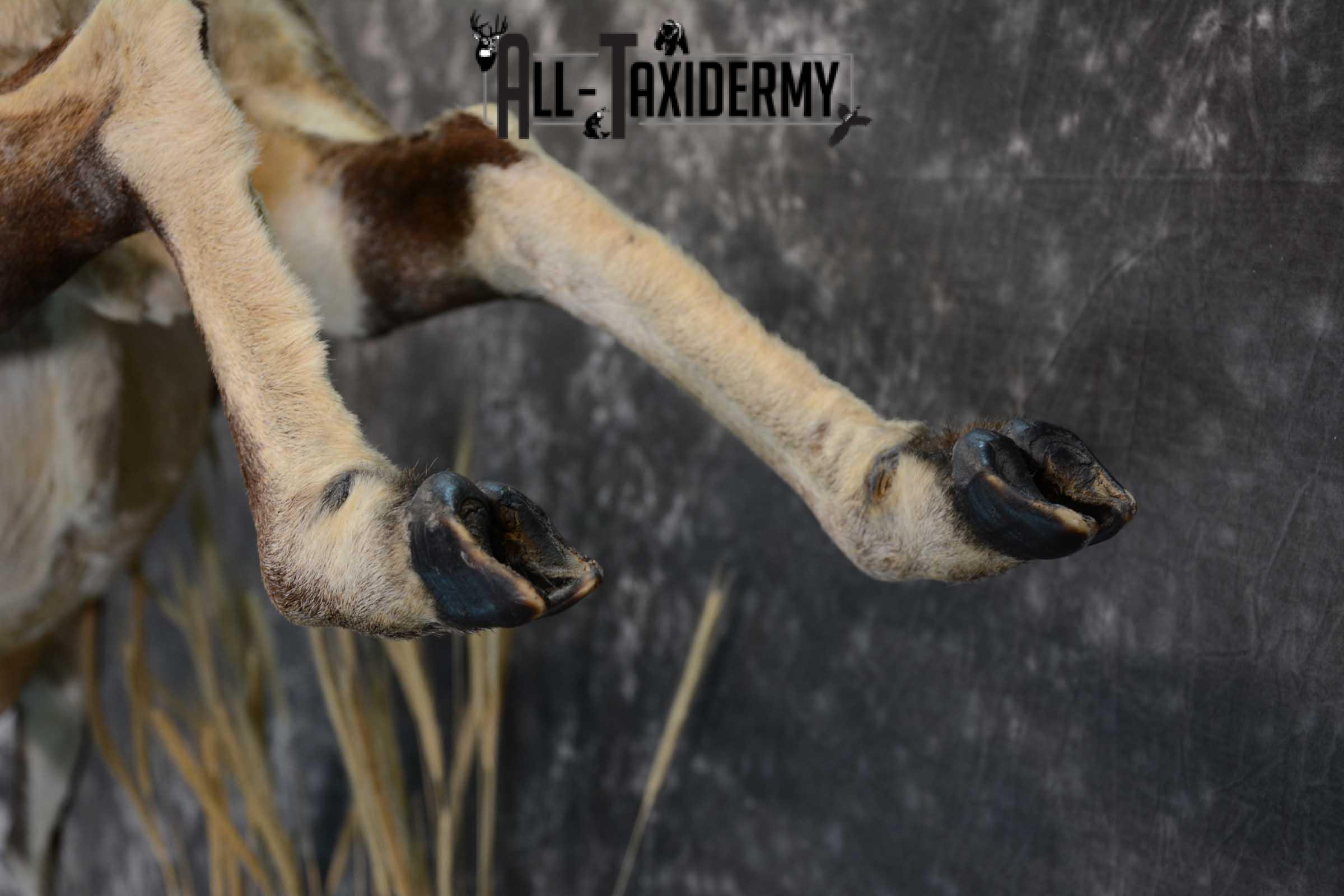 Mouflon Sheep full body taxidermy mount for sale SKU 1668 - Image 2