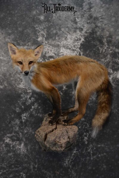Red Fox Taxidermy Mount for Sale SKU 1672