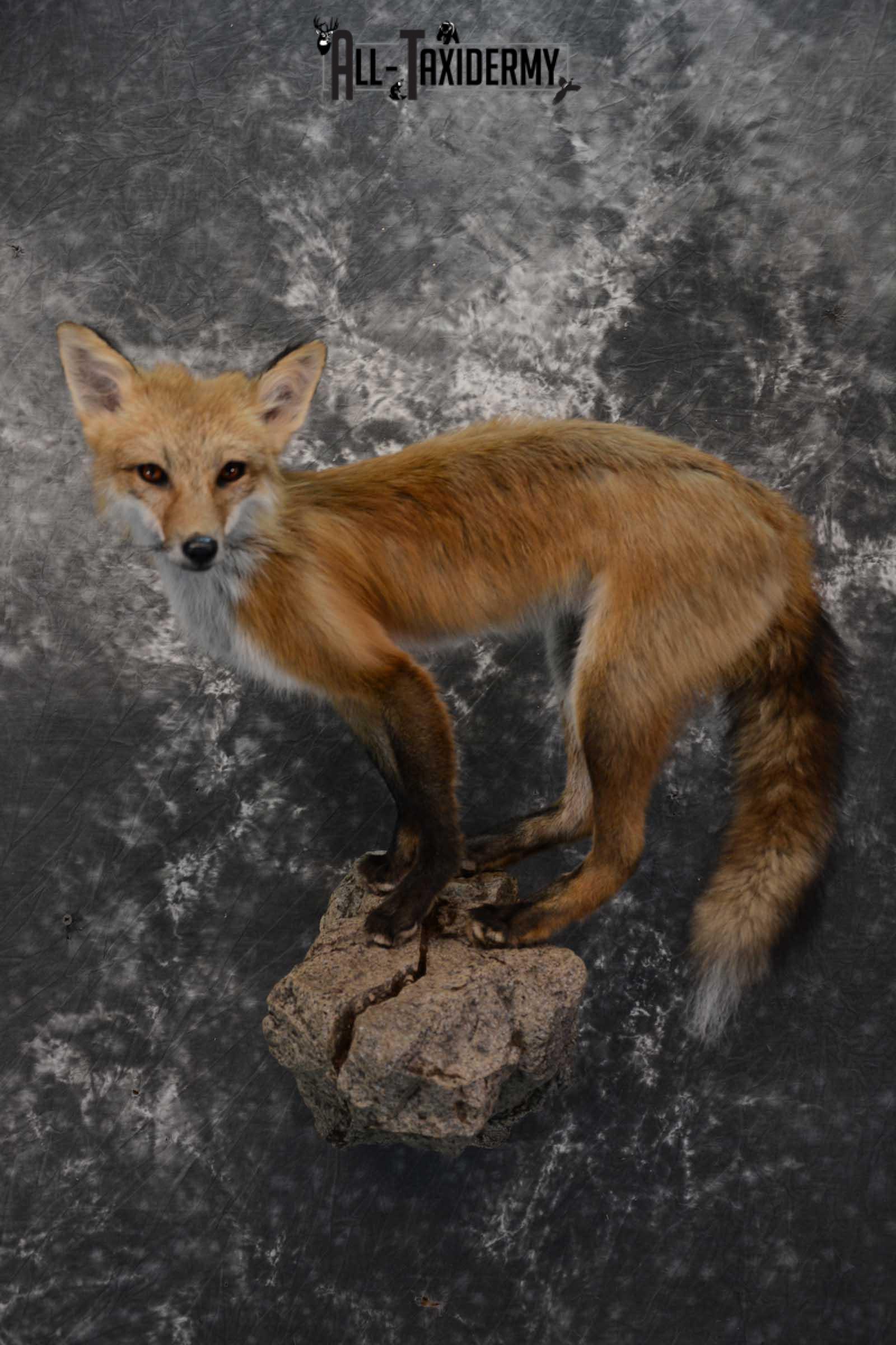 Red Fox Taxidermy Mount for Sale SKU 1672