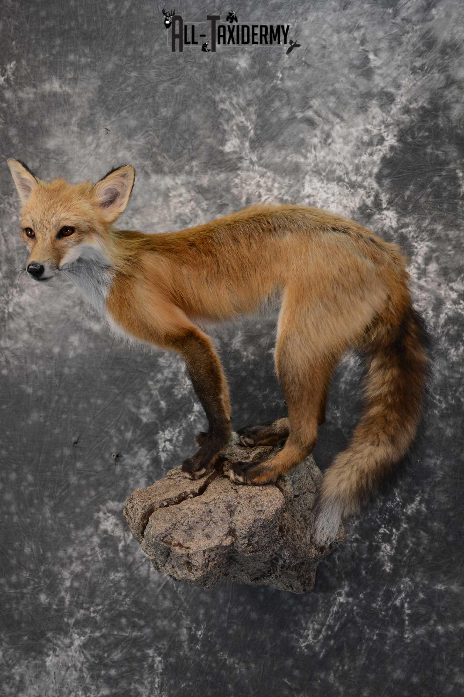 Red Fox Taxidermy Mount for Sale SKU 1672 - Image 5