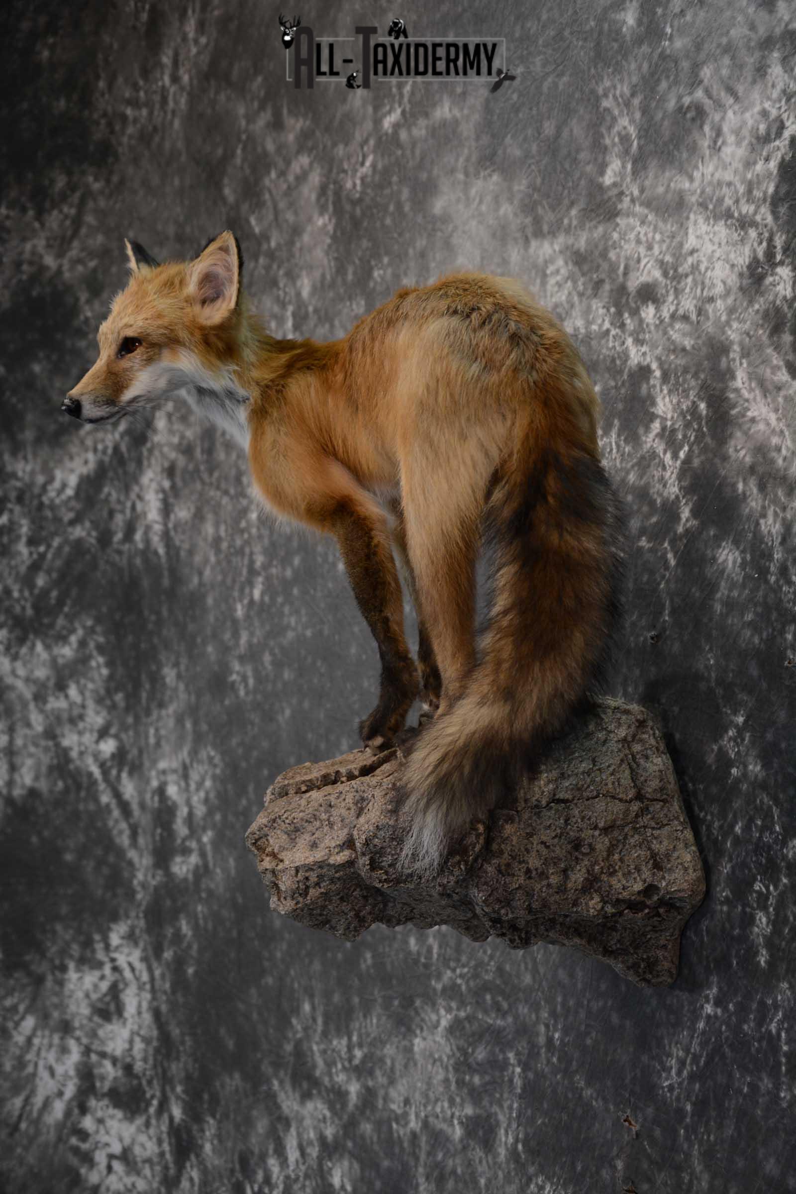 Red Fox Taxidermy Mount for Sale SKU 1672 - Image 4