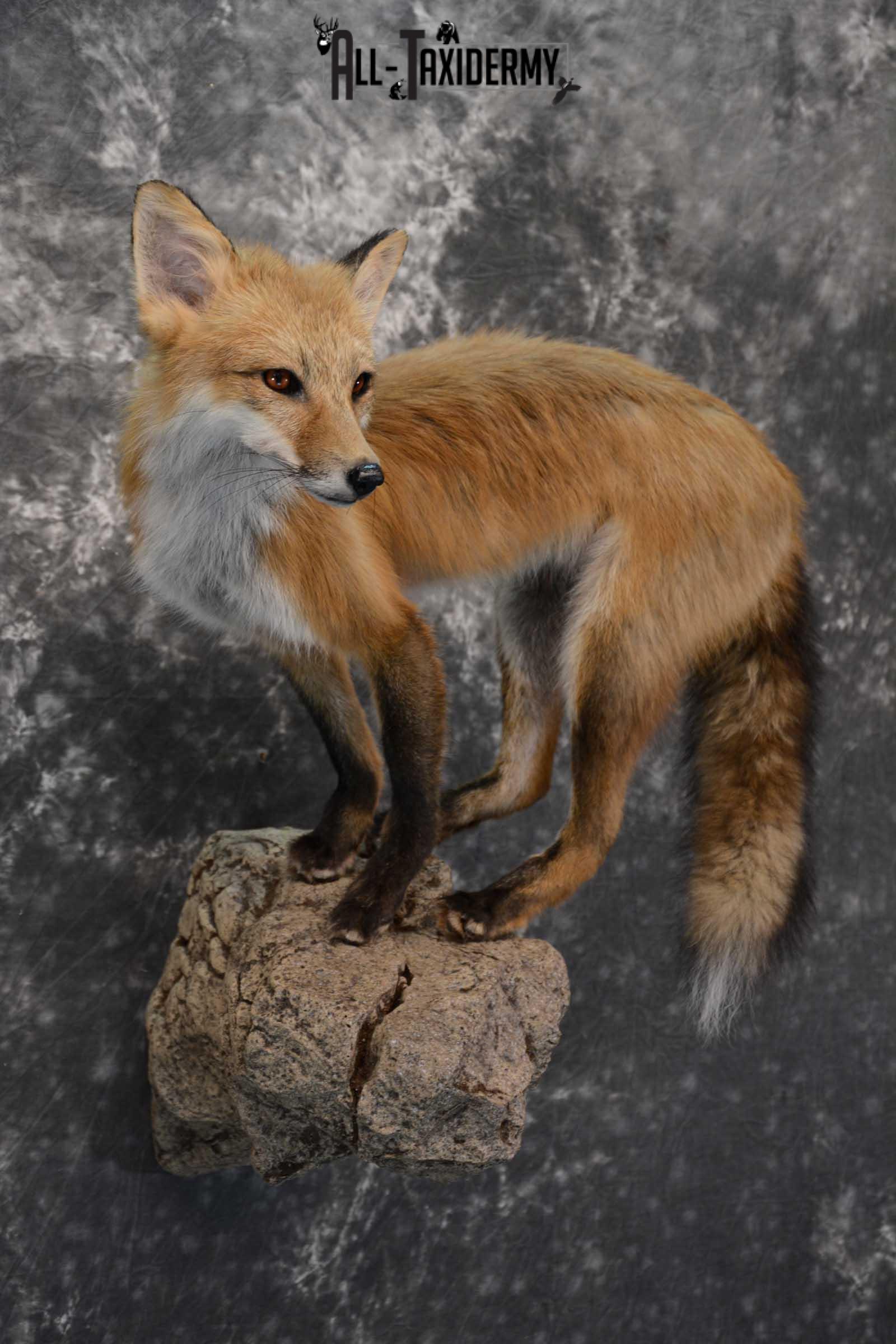Red Fox Taxidermy Mount for Sale SKU 1672 - Image 3
