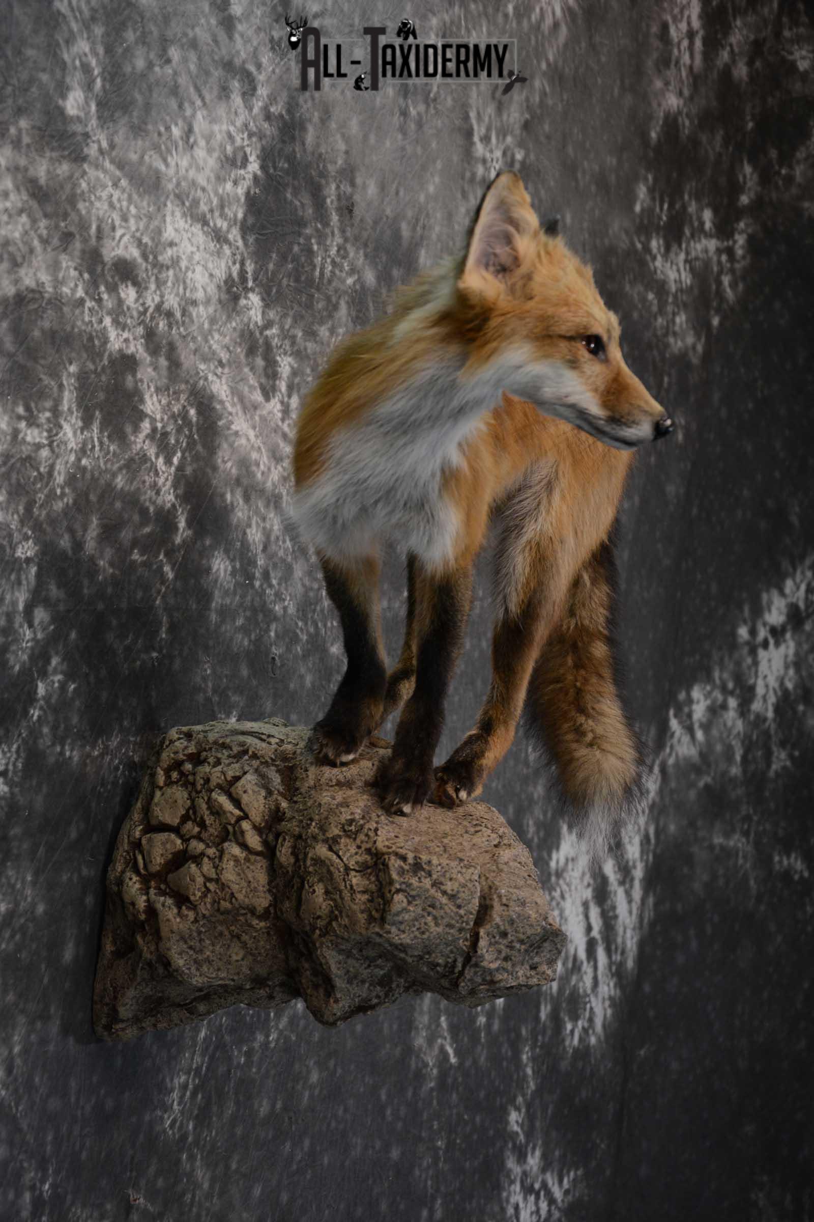 Red Fox Taxidermy Mount for Sale SKU 1672 - Image 2