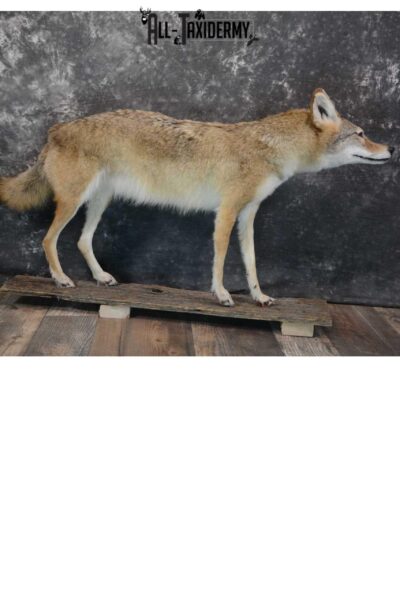 Full body coyote taxidermy mount for sale SKU 1660