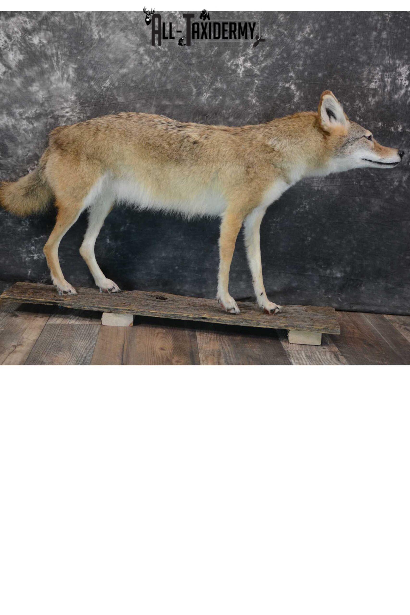 Full body coyote taxidermy mount for sale SKU 1660
