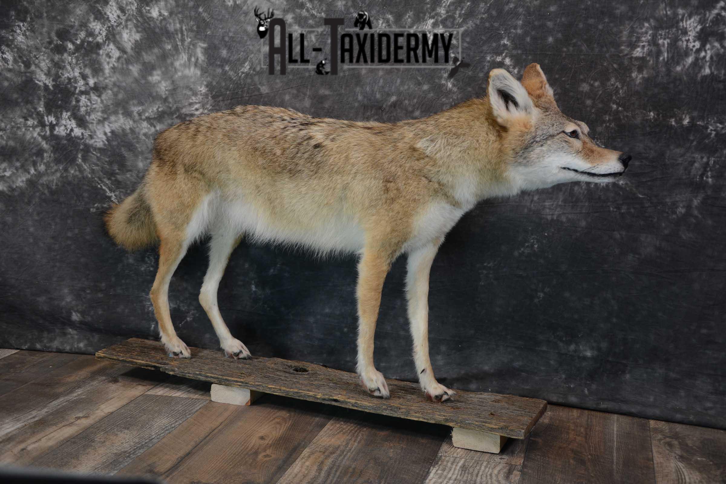 Full body coyote taxidermy mount for sale SKU 1660 - Image 5