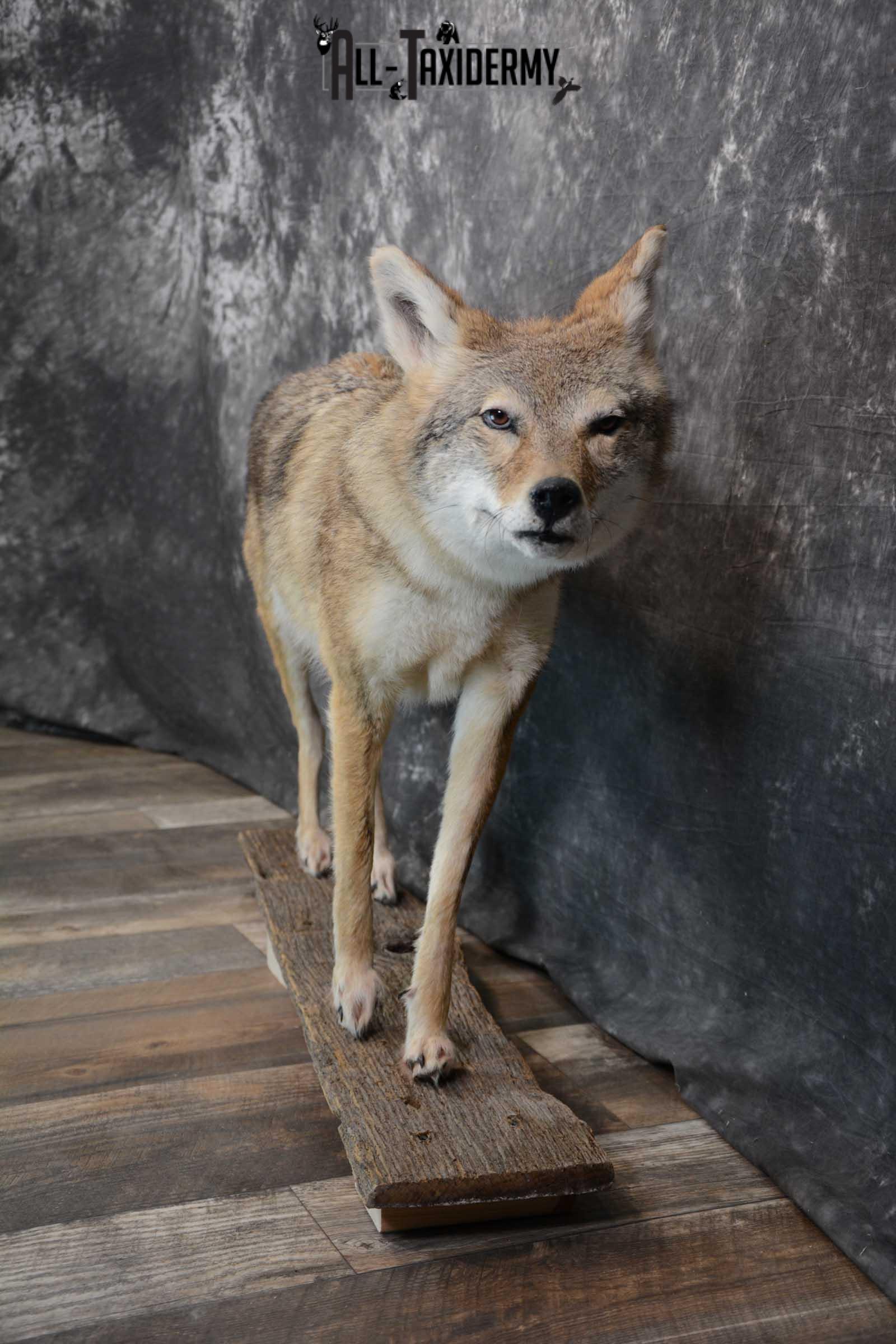 Full body coyote taxidermy mount for sale SKU 1660 - Image 4
