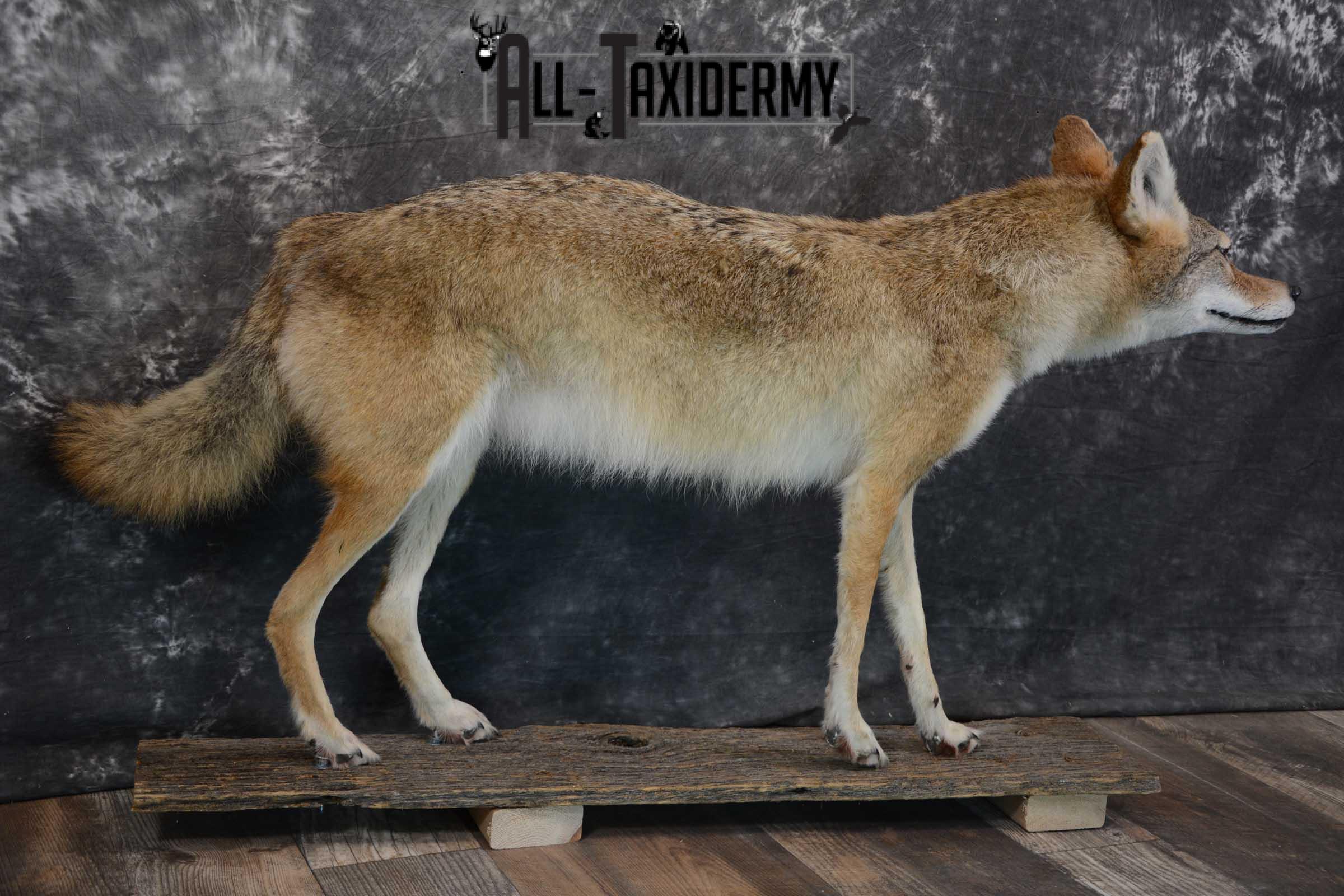 Full body coyote taxidermy mount for sale SKU 1660 - Image 3