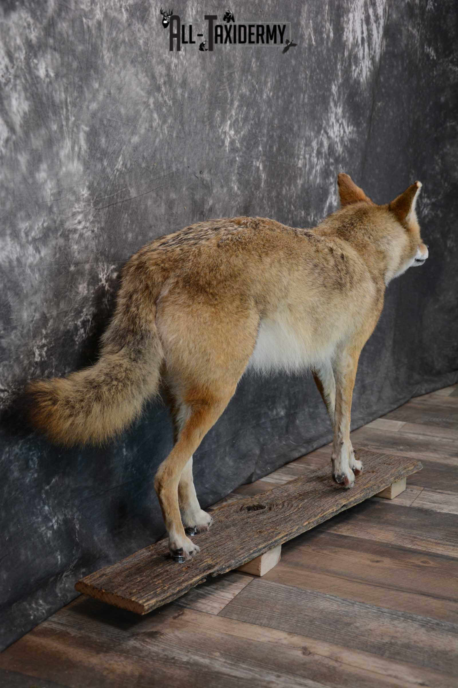 Full body coyote taxidermy mount for sale SKU 1660 - Image 2