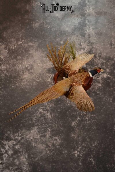 Ring Neck Pheasant taxidermy bird mount for sale SKU 1640