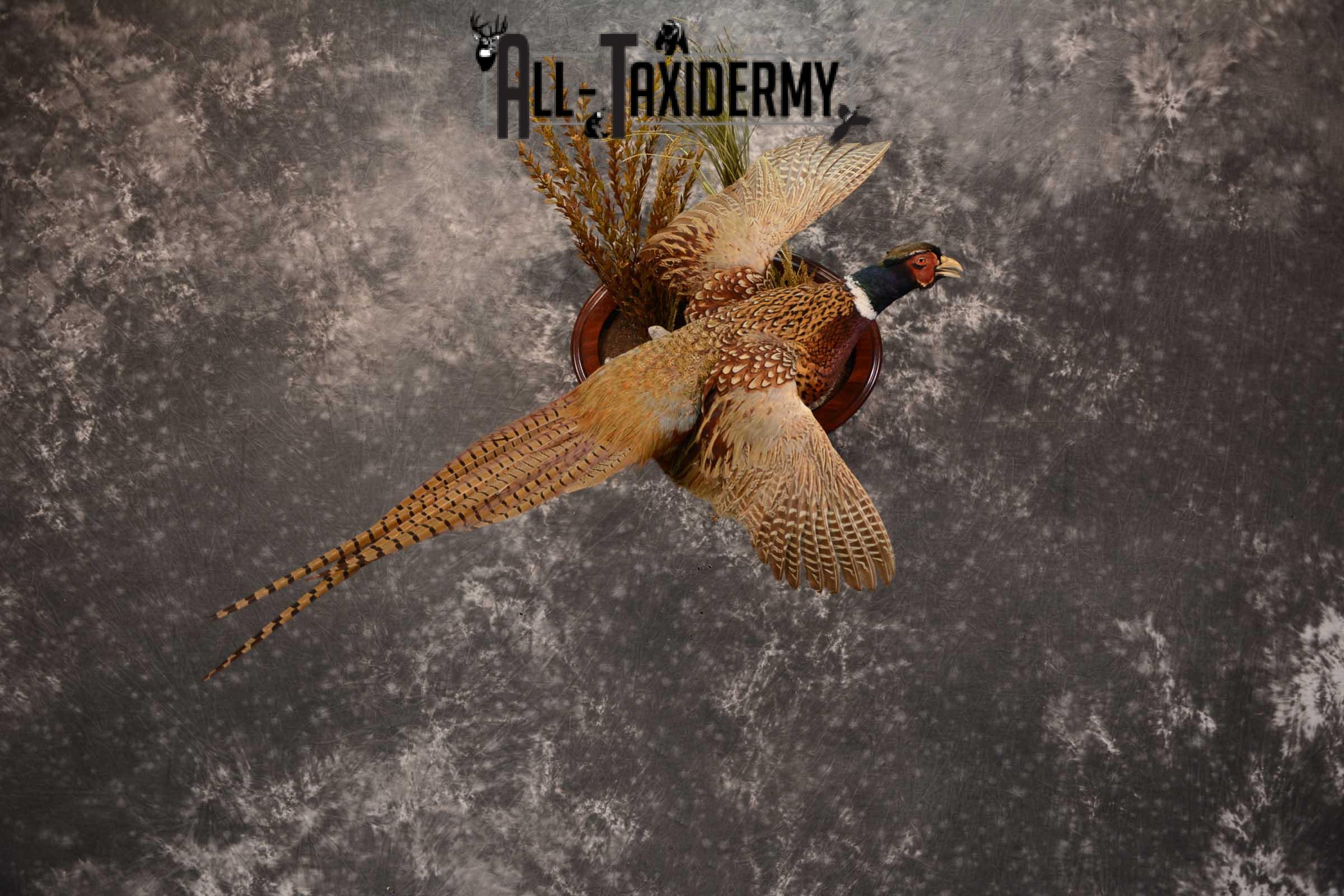 Ring Neck Pheasant taxidermy bird mount for sale SKU 1640 - Image 6