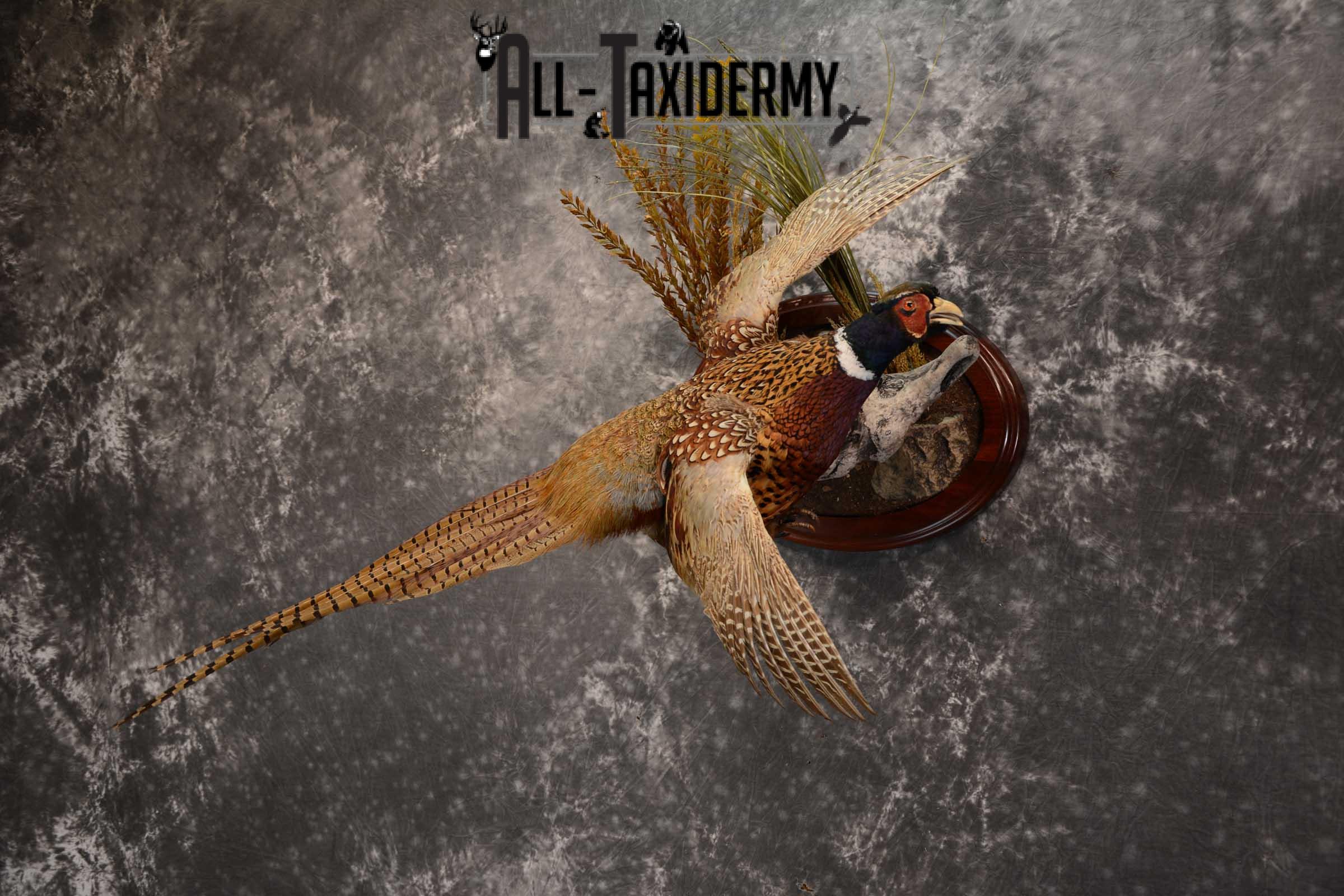 Ring Neck Pheasant taxidermy bird mount for sale SKU 1640 - Image 5