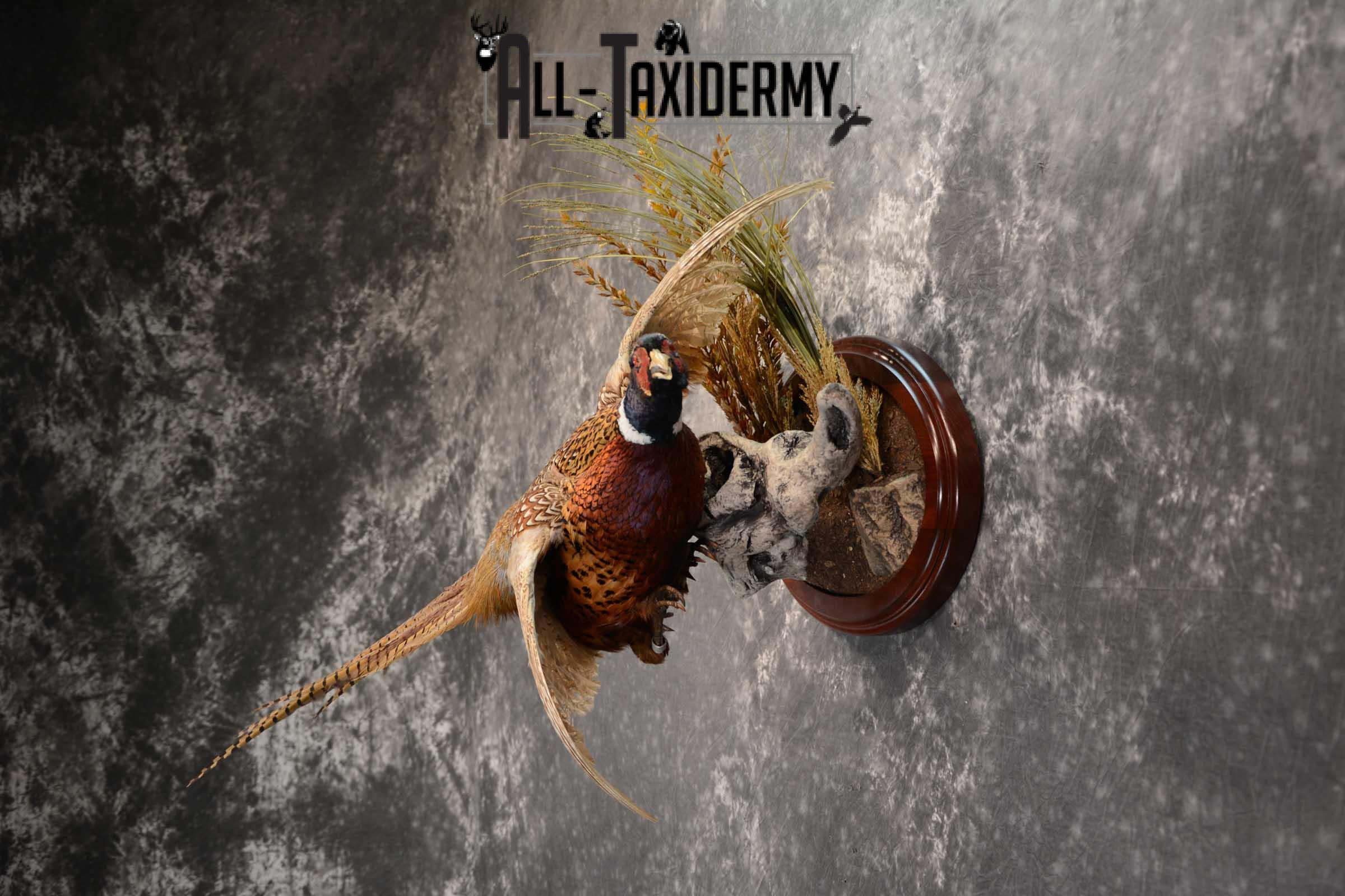 Ring Neck Pheasant taxidermy bird mount for sale SKU 1640 - Image 4