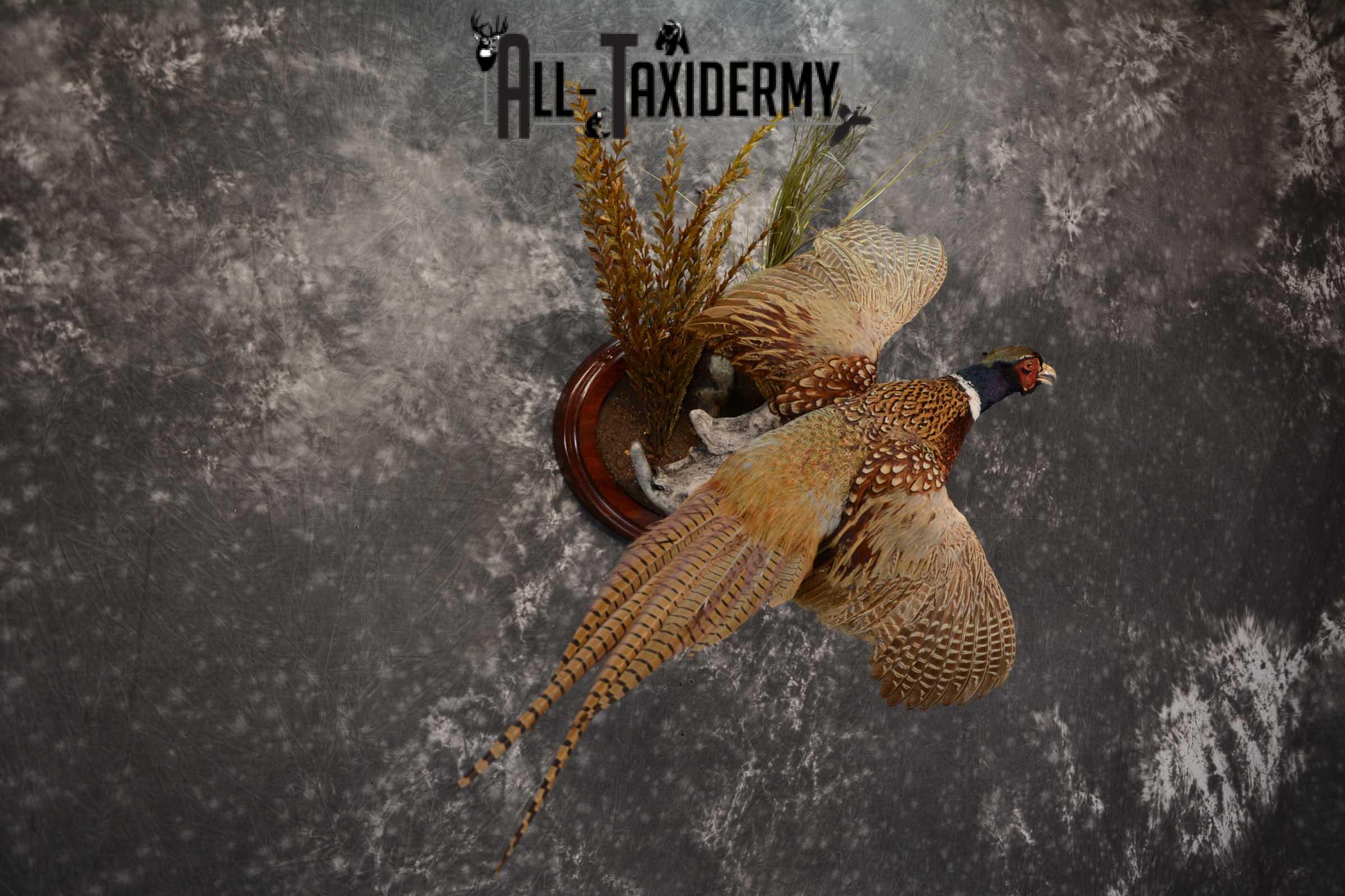 Ring Neck Pheasant taxidermy bird mount for sale SKU 1640 - Image 3