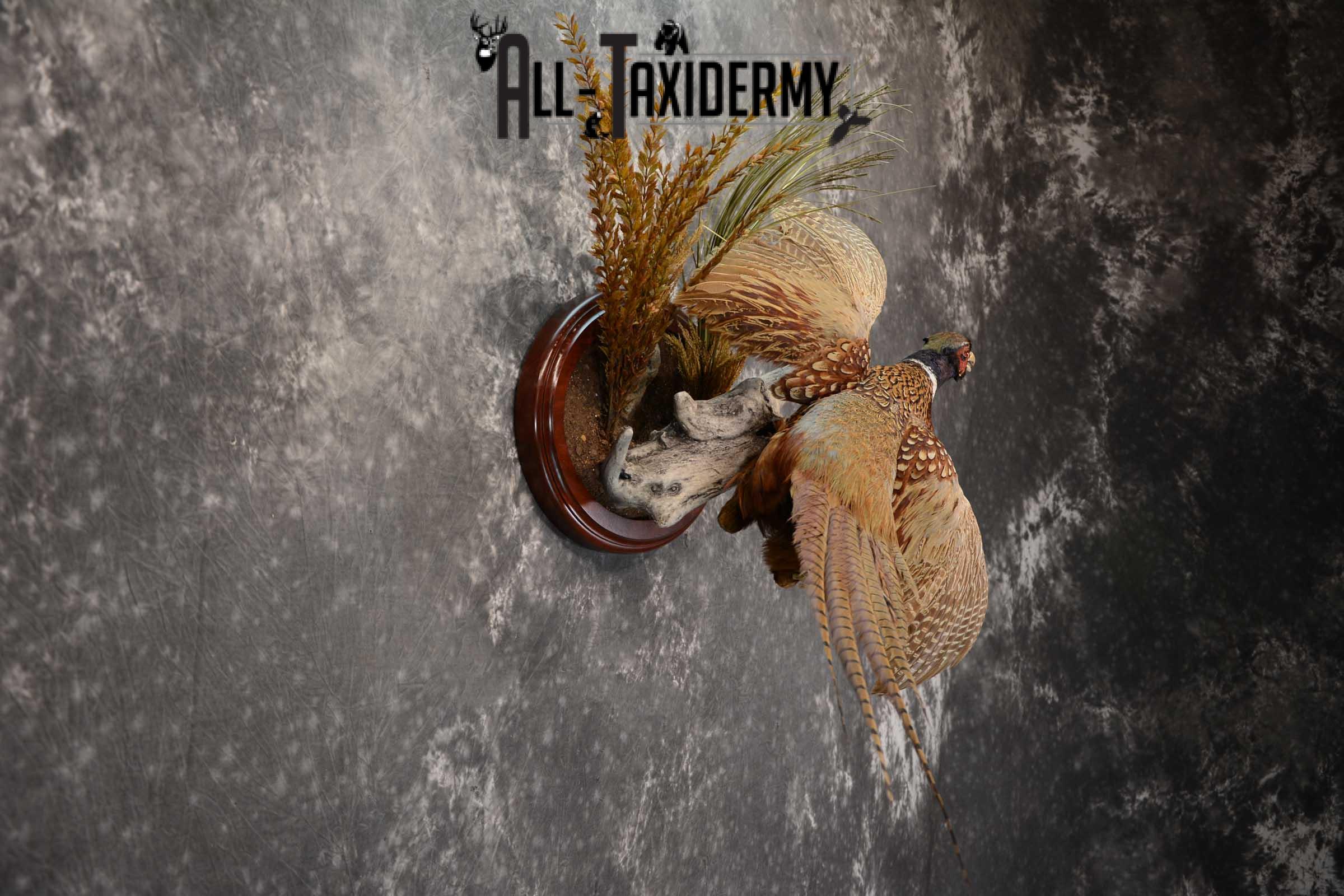 Ring Neck Pheasant taxidermy bird mount for sale SKU 1640 - Image 2