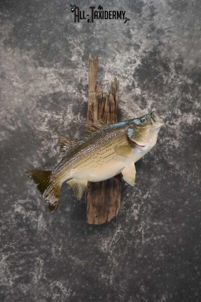 Striped Bass skin taxidermy mount for sale SKU 1671