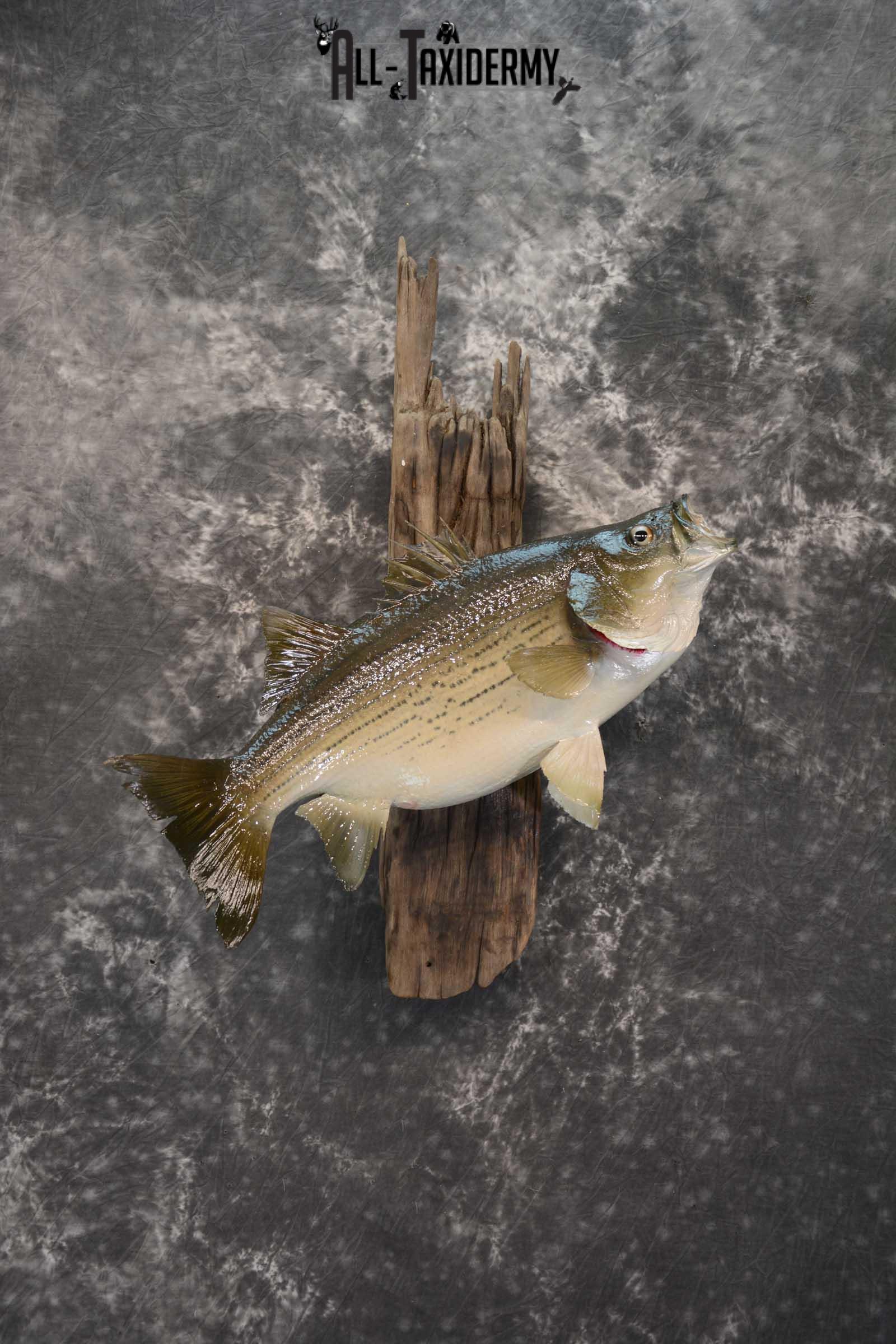 Striped Bass skin taxidermy mount for sale SKU 1671