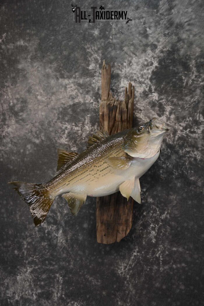 Striped Bass skin taxidermy mount for sale SKU 1671 - All Taxidermy