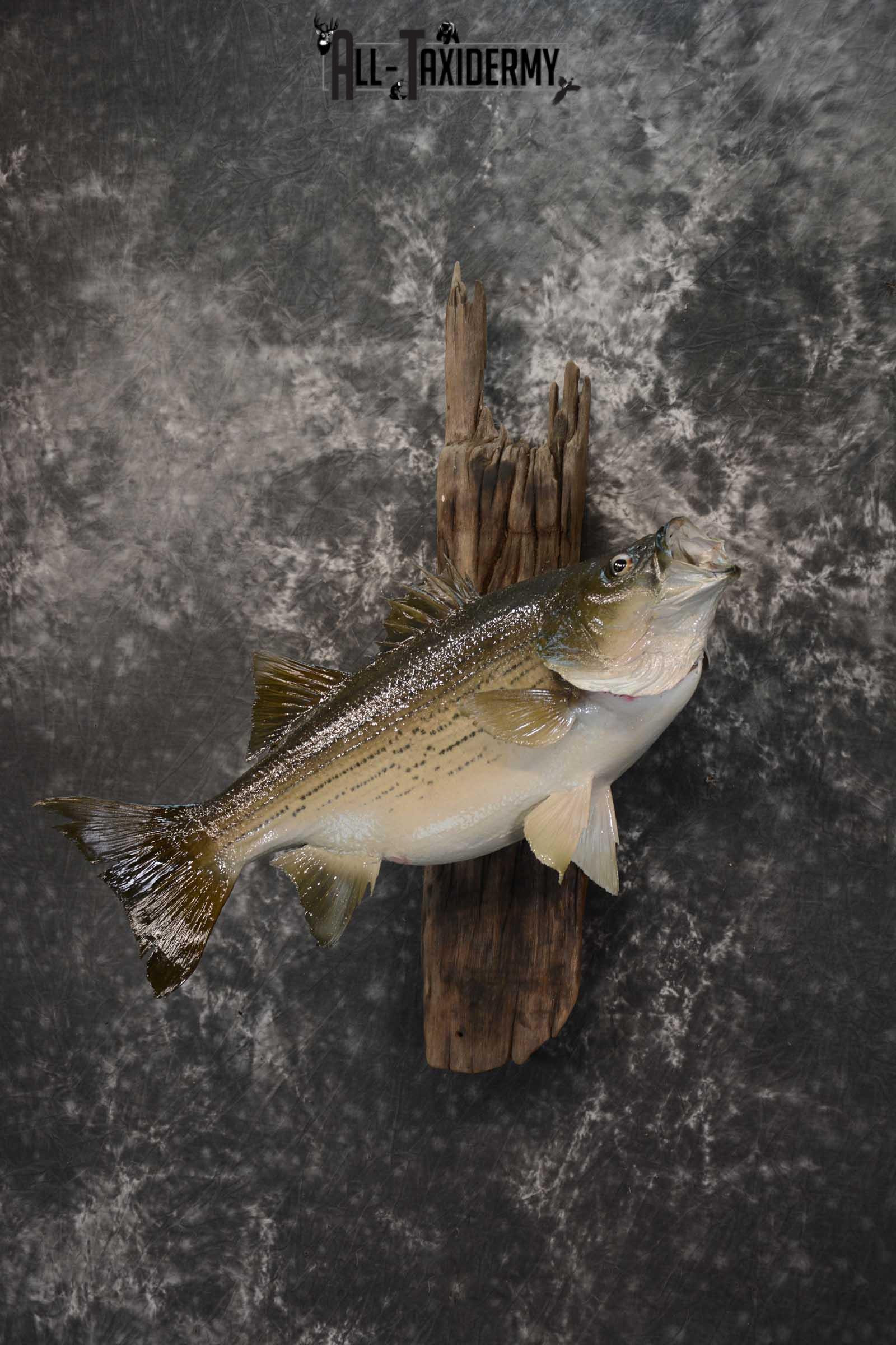 Striped Bass skin taxidermy mount for sale SKU 1671 - Image 5
