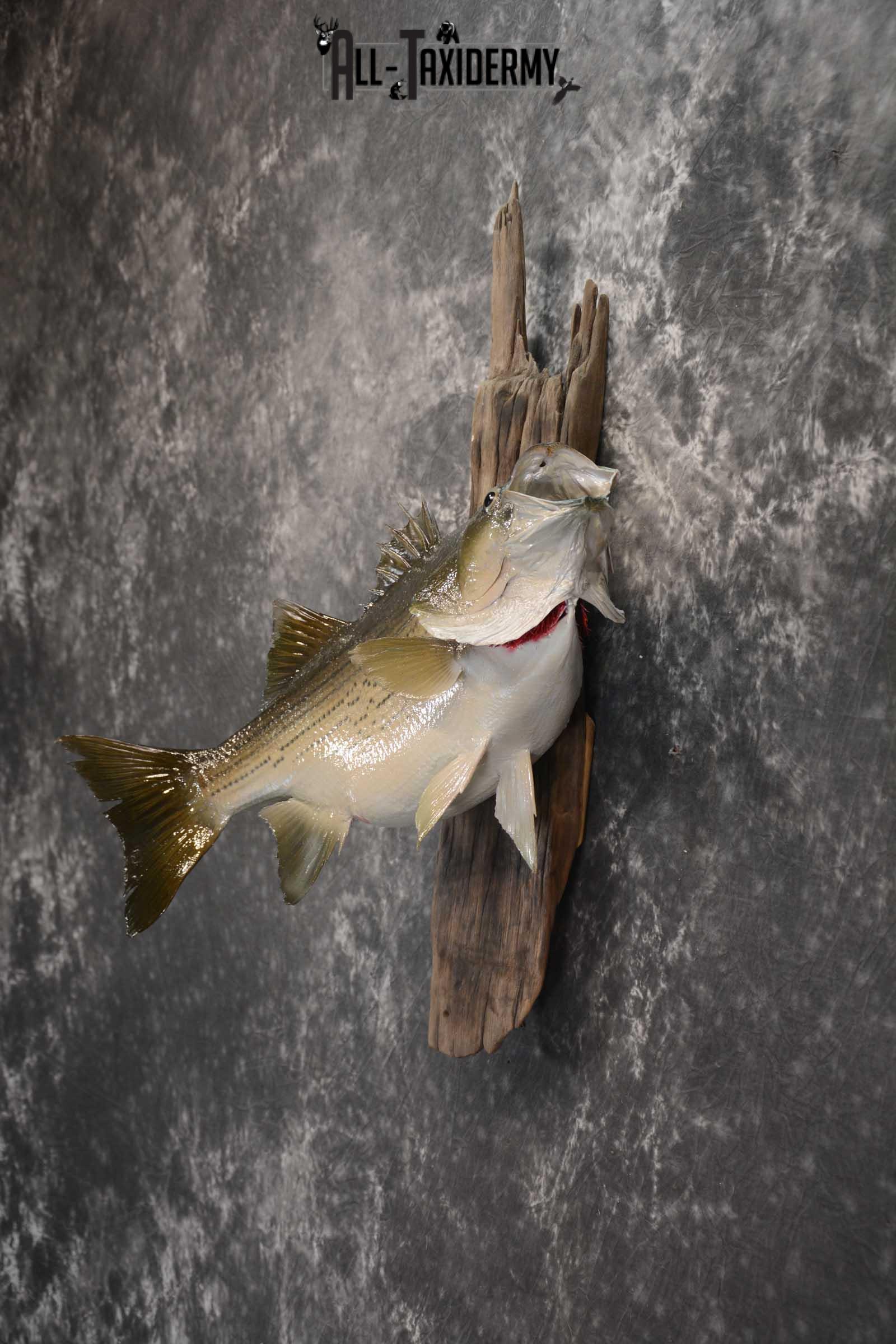 Striped Bass skin taxidermy mount for sale SKU 1671 - Image 4