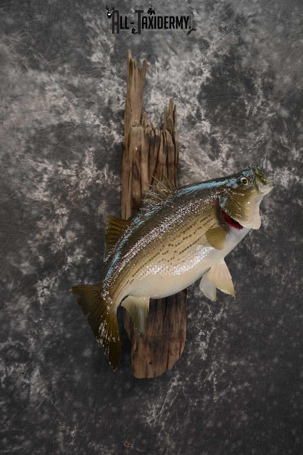 Striped Bass skin taxidermy mount for sale SKU 1671 All Taxidermy