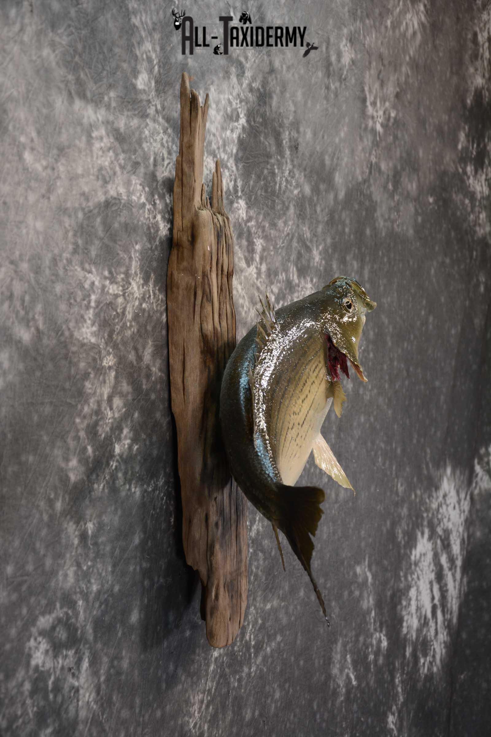 Striped Bass skin taxidermy mount for sale SKU 1671 - Image 2